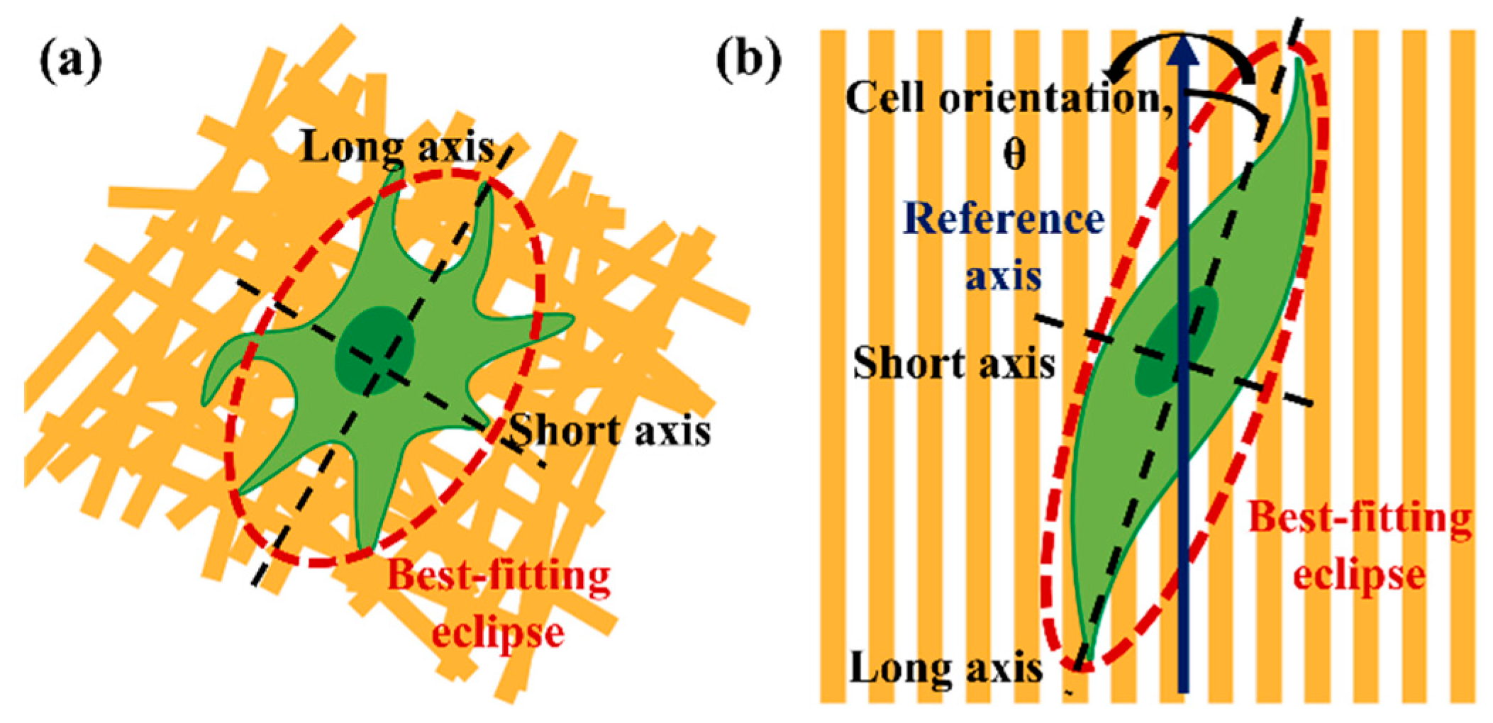 Polymers 13 02821 g002