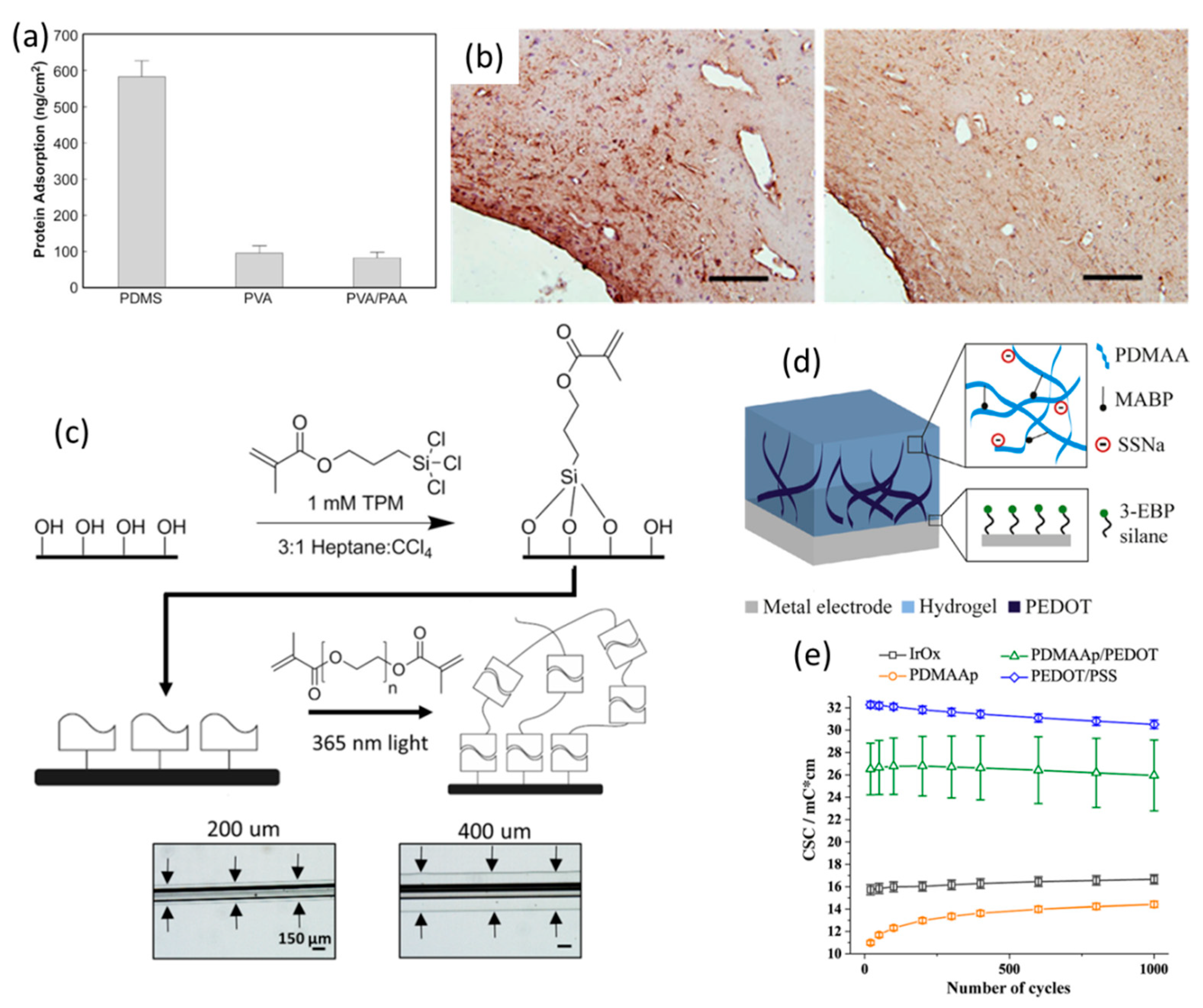 Polymers Free Full Text Advanced Metallic And Polymeric Coatings For Neural Interfacing Structures Properties And Tissue Responses Html