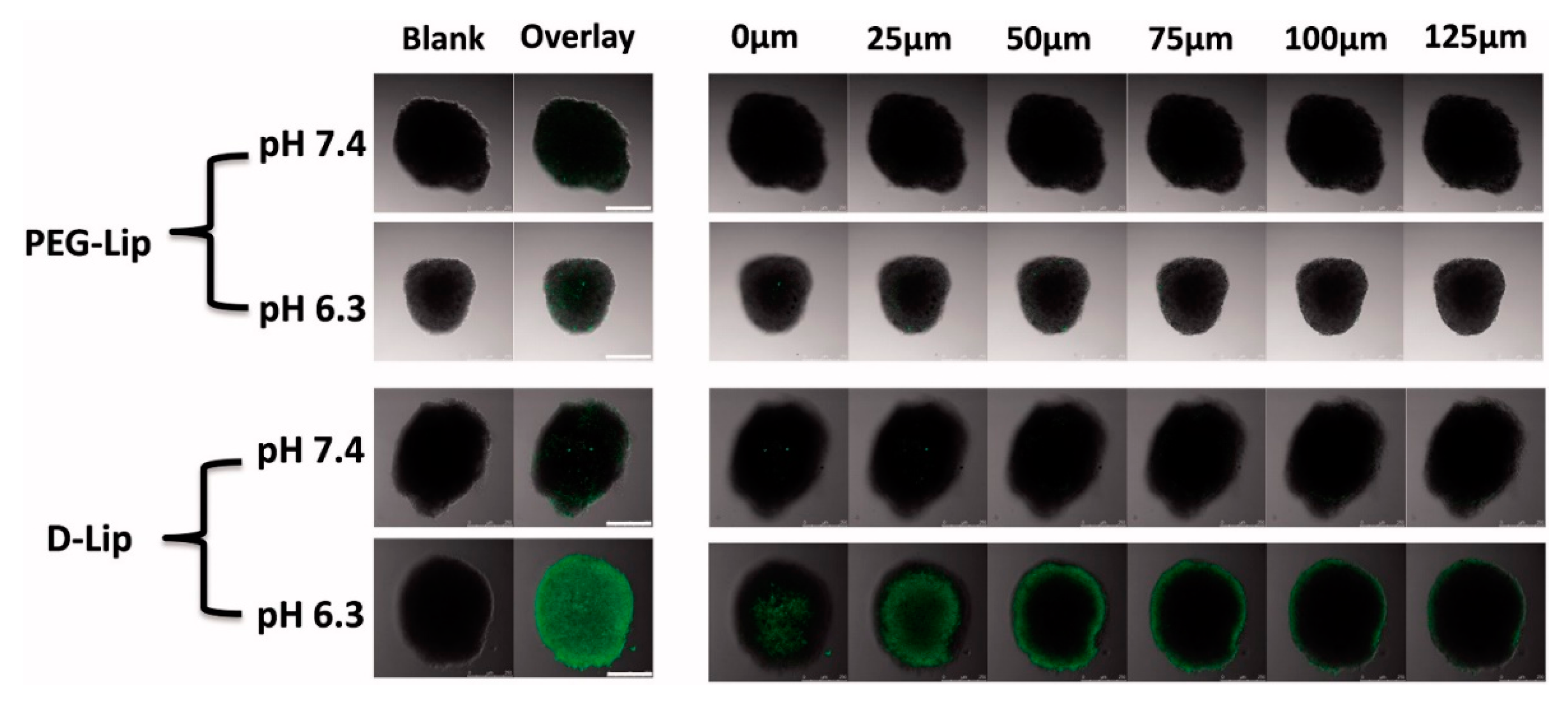 Polymers 13 02903 g008 Polymers 13 02903 g008