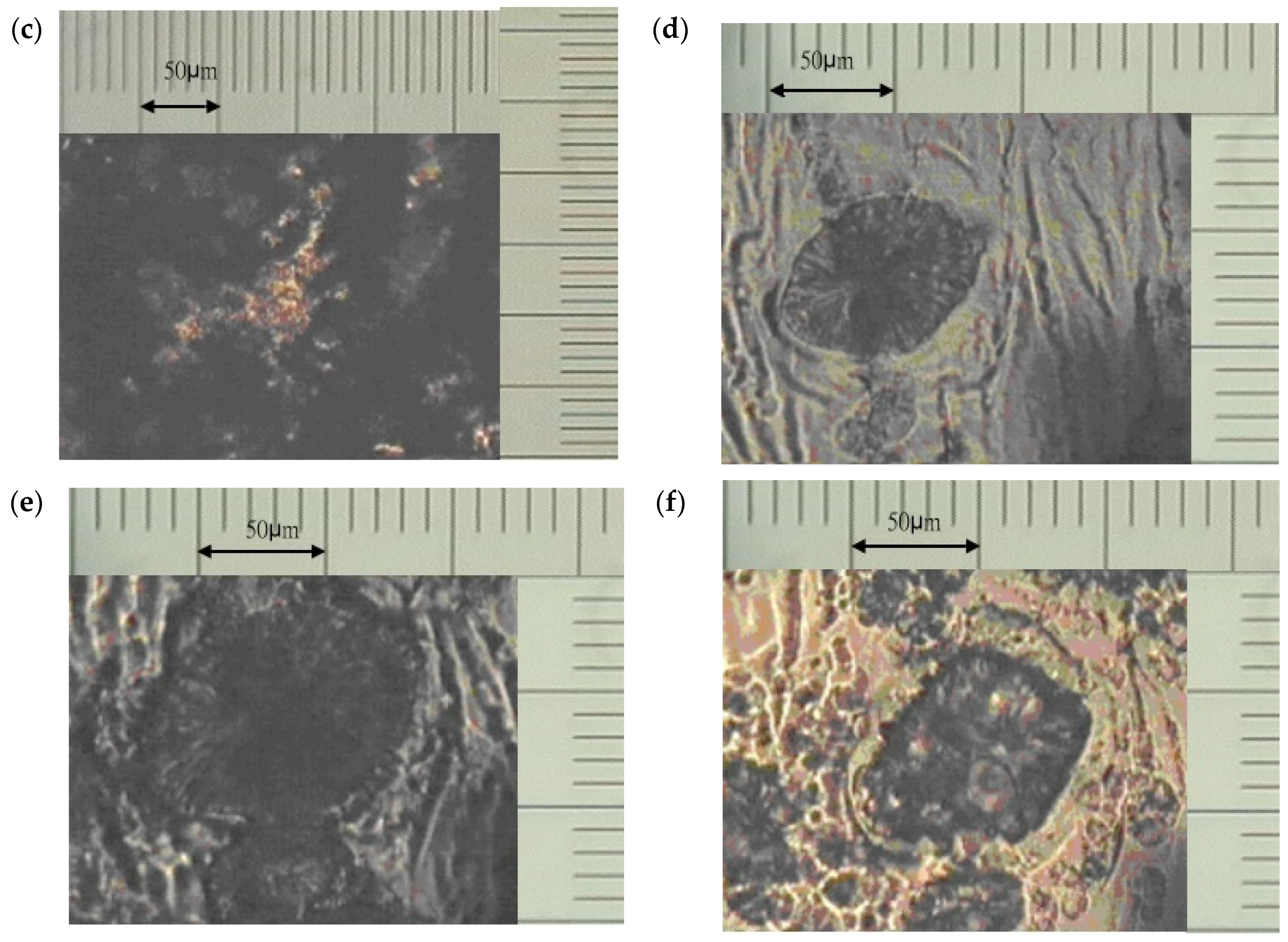 Polymers 13 02917 g002b 550