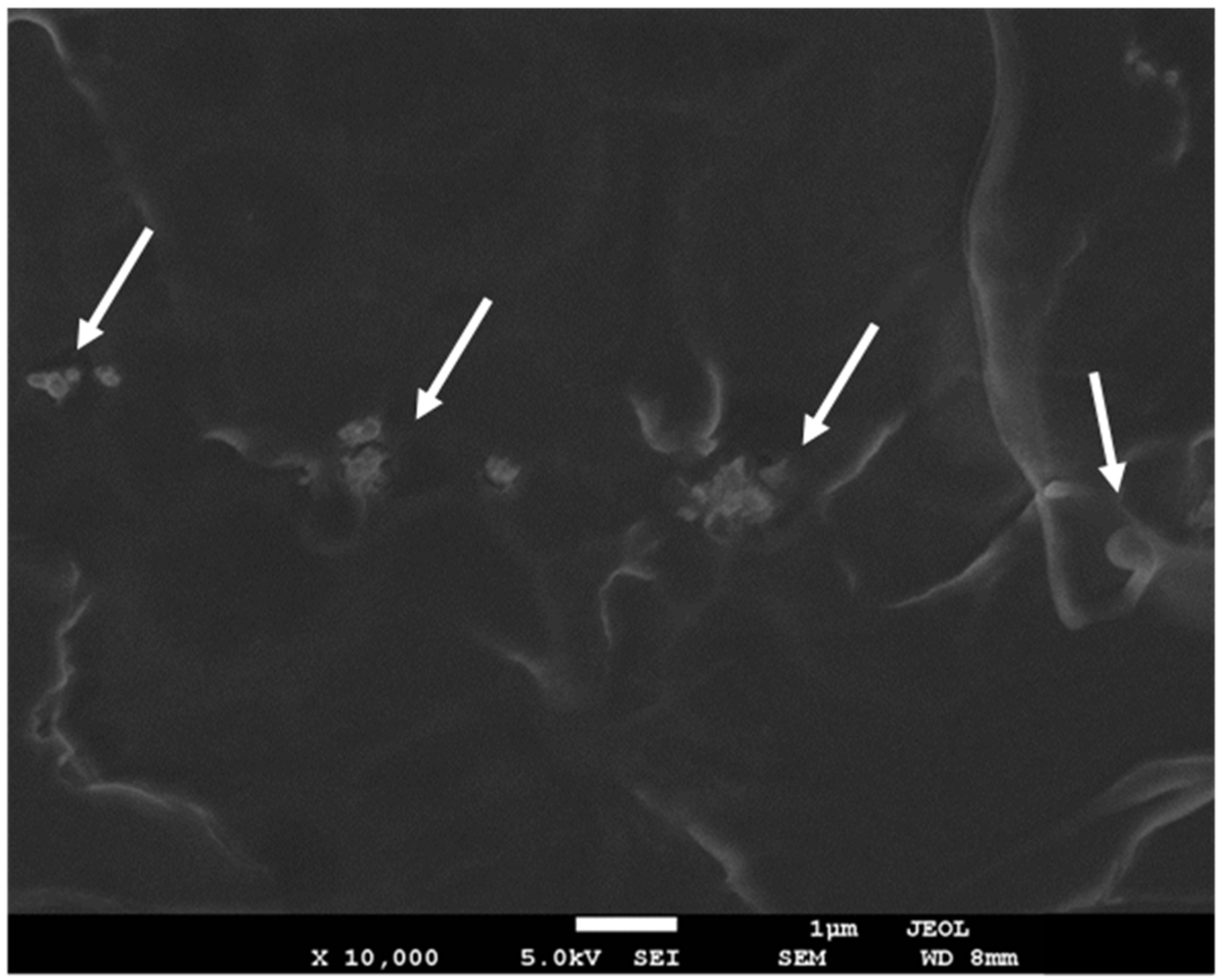 Polymers 13 02947 g002