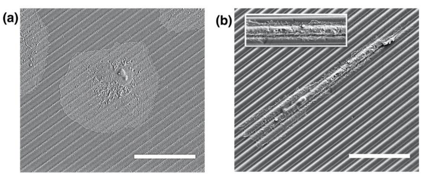 Polymers 13 02958 g006