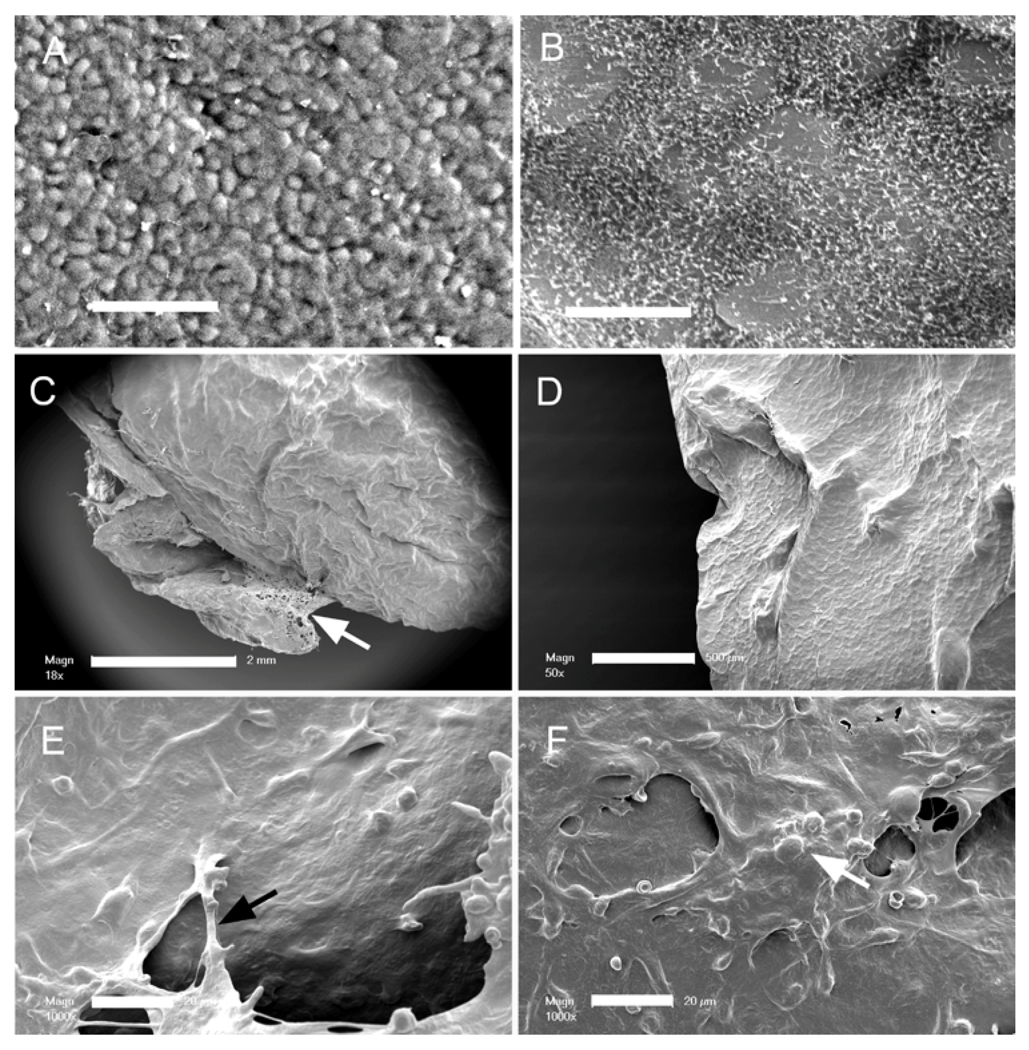 Polymers 13 02976 g001