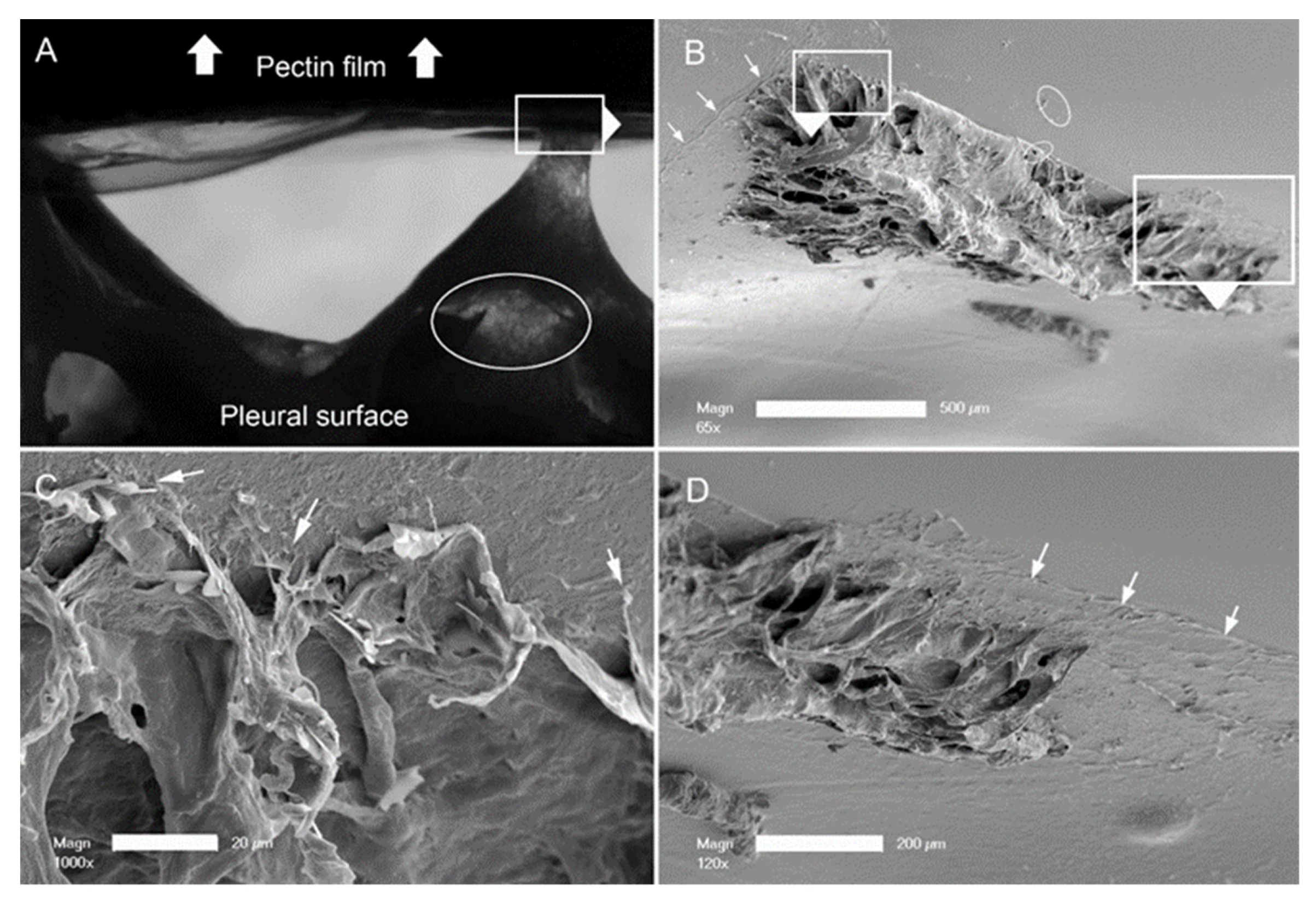Polymers 13 02976 g005
