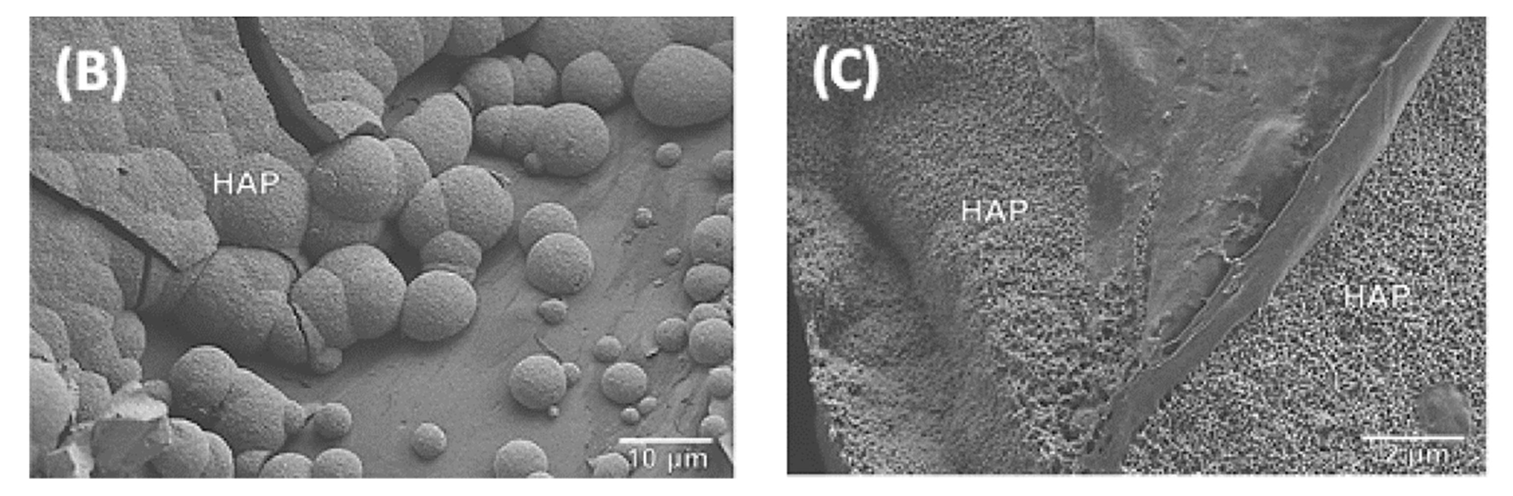 Polymers 13 02991 g014b 550