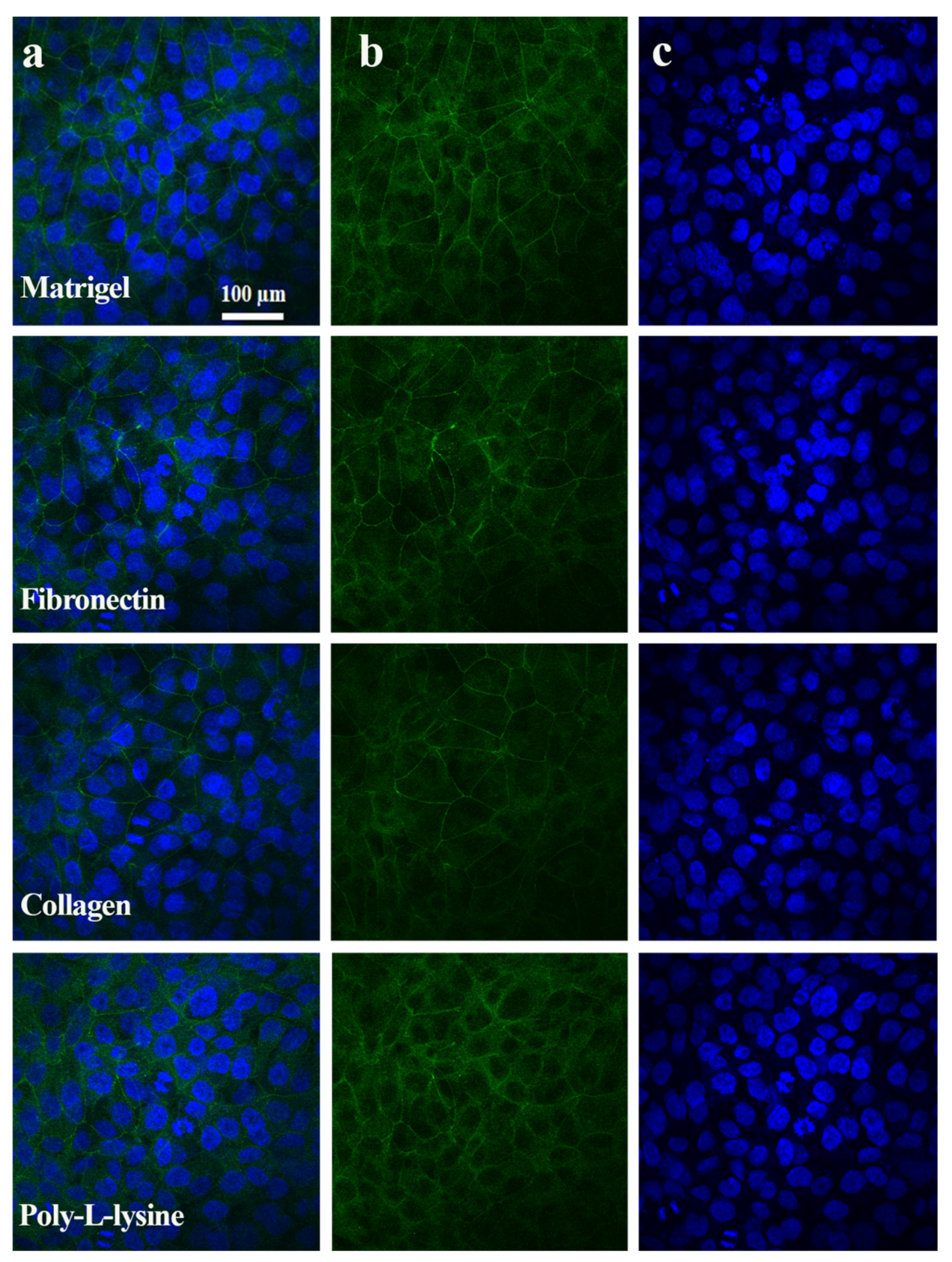 Polymers 13 03016 g005 Polymers 13 03016 g005