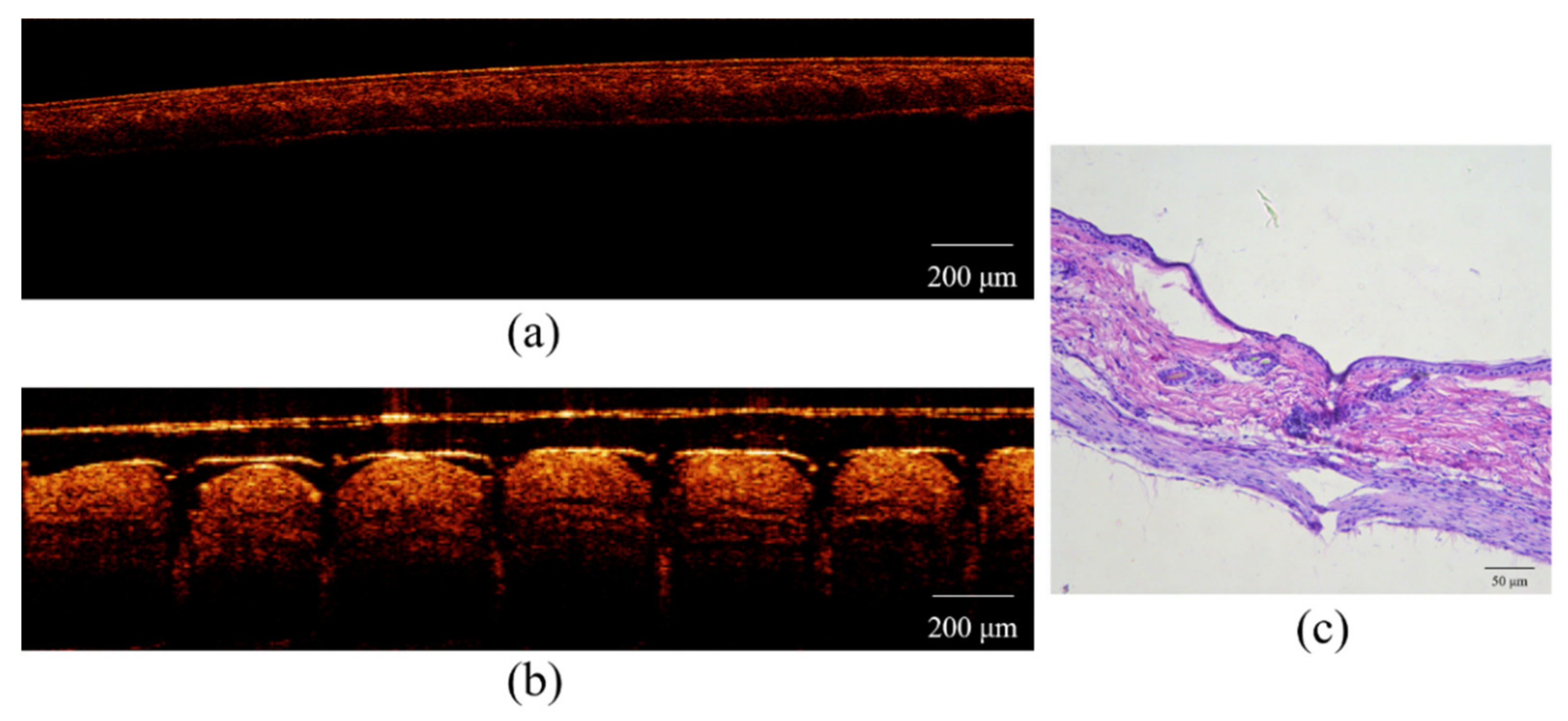 Polymers 13 03043 g003