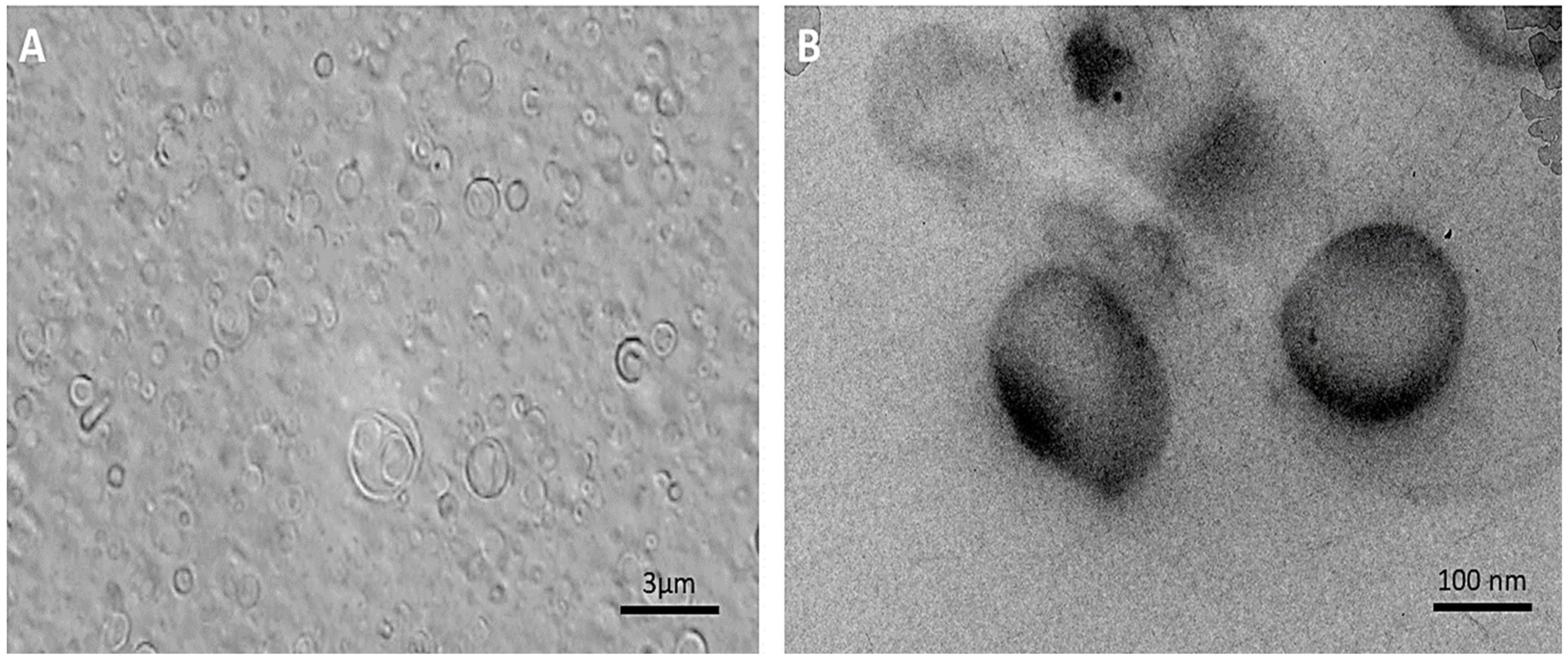 Polymers 13 03153 g003 550