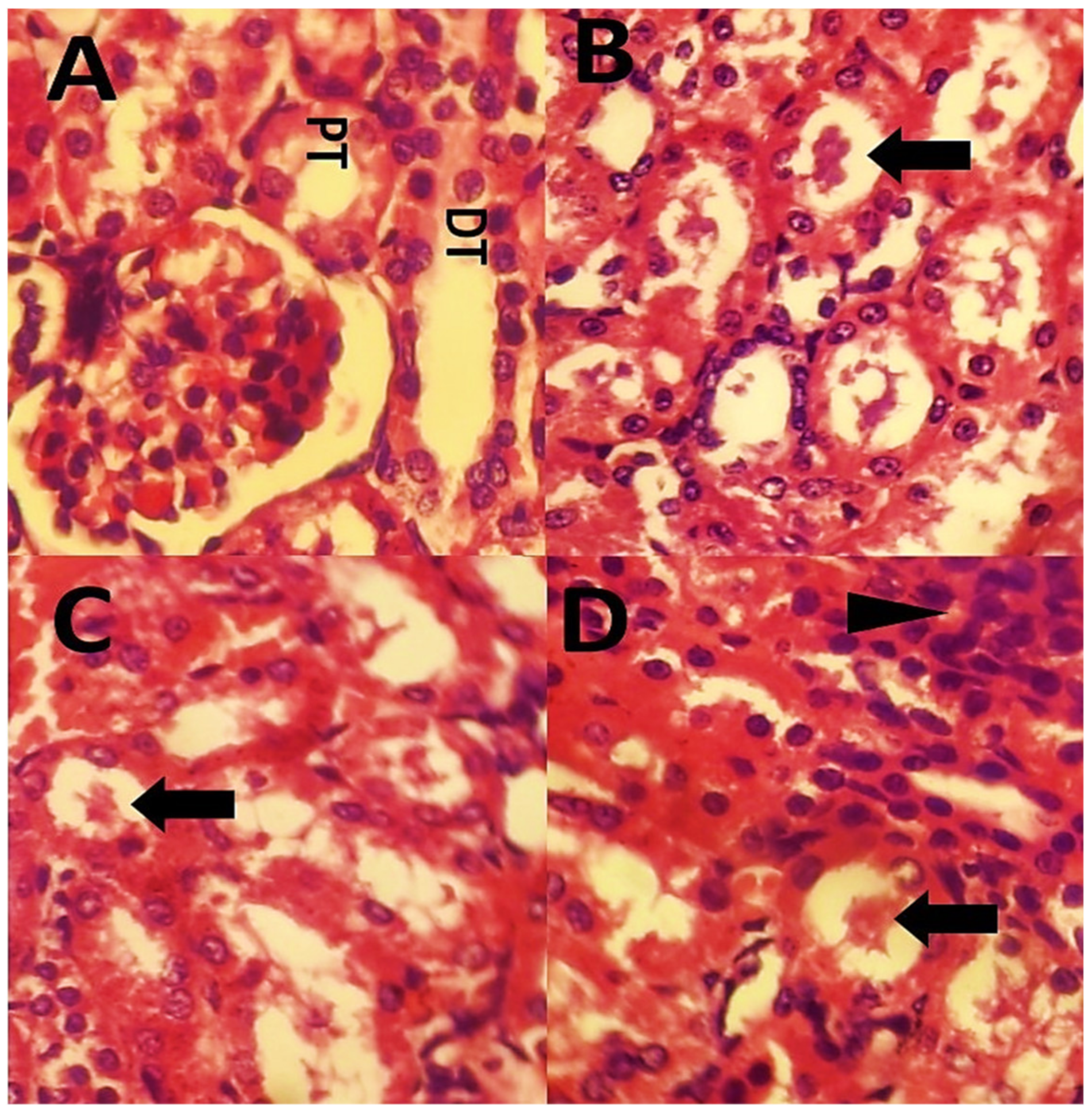 Polymers 13 03153 g011 550
