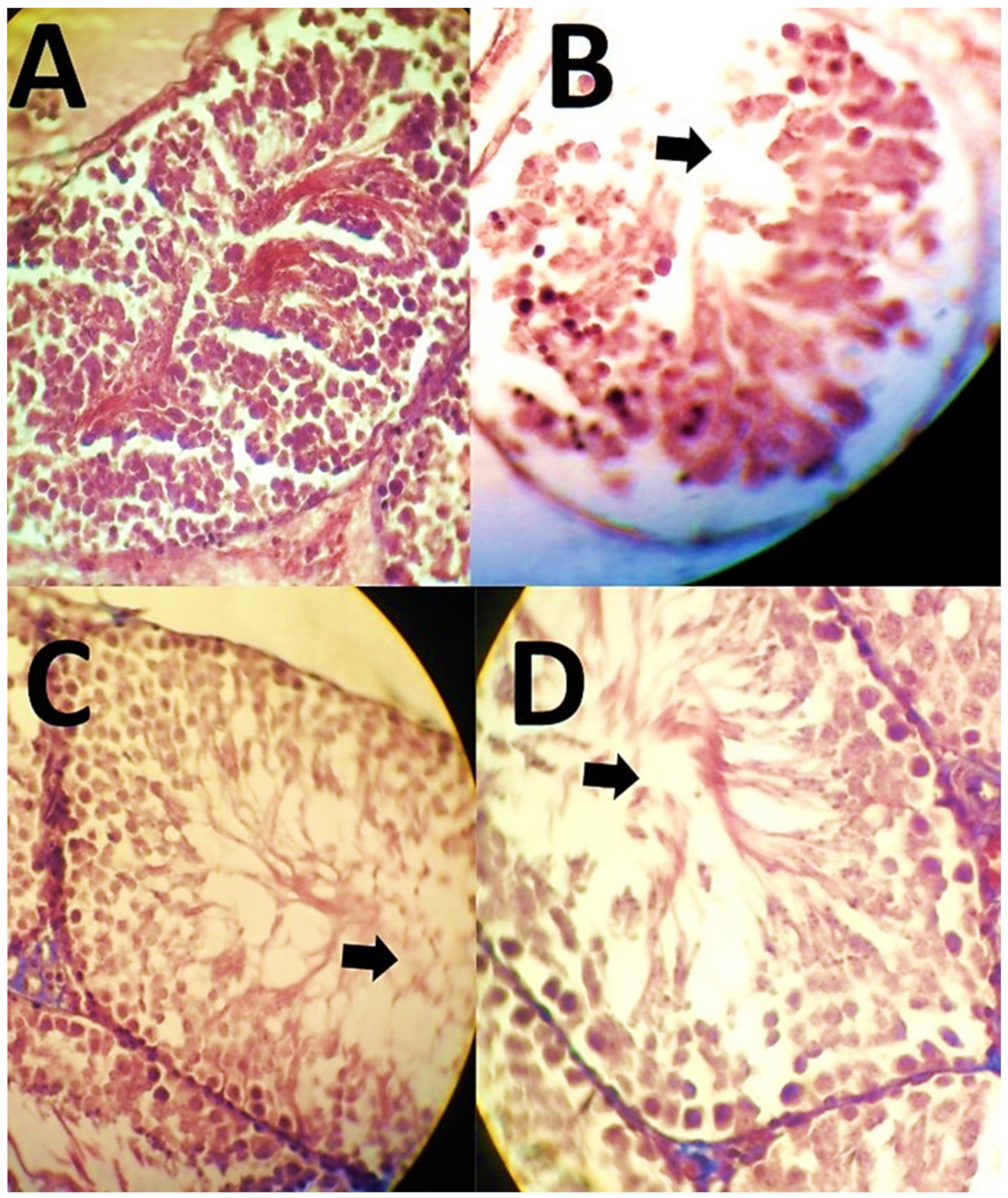Polymers 13 03153 g012 550
