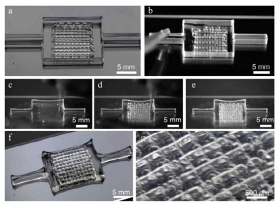 洋書 Cell and Organ Printing 3D bioprinting of tissues and organs | Nature Biotechnology