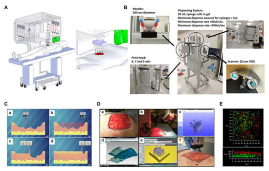 Progress of 3D Bioprinting in Organ Manufacturing