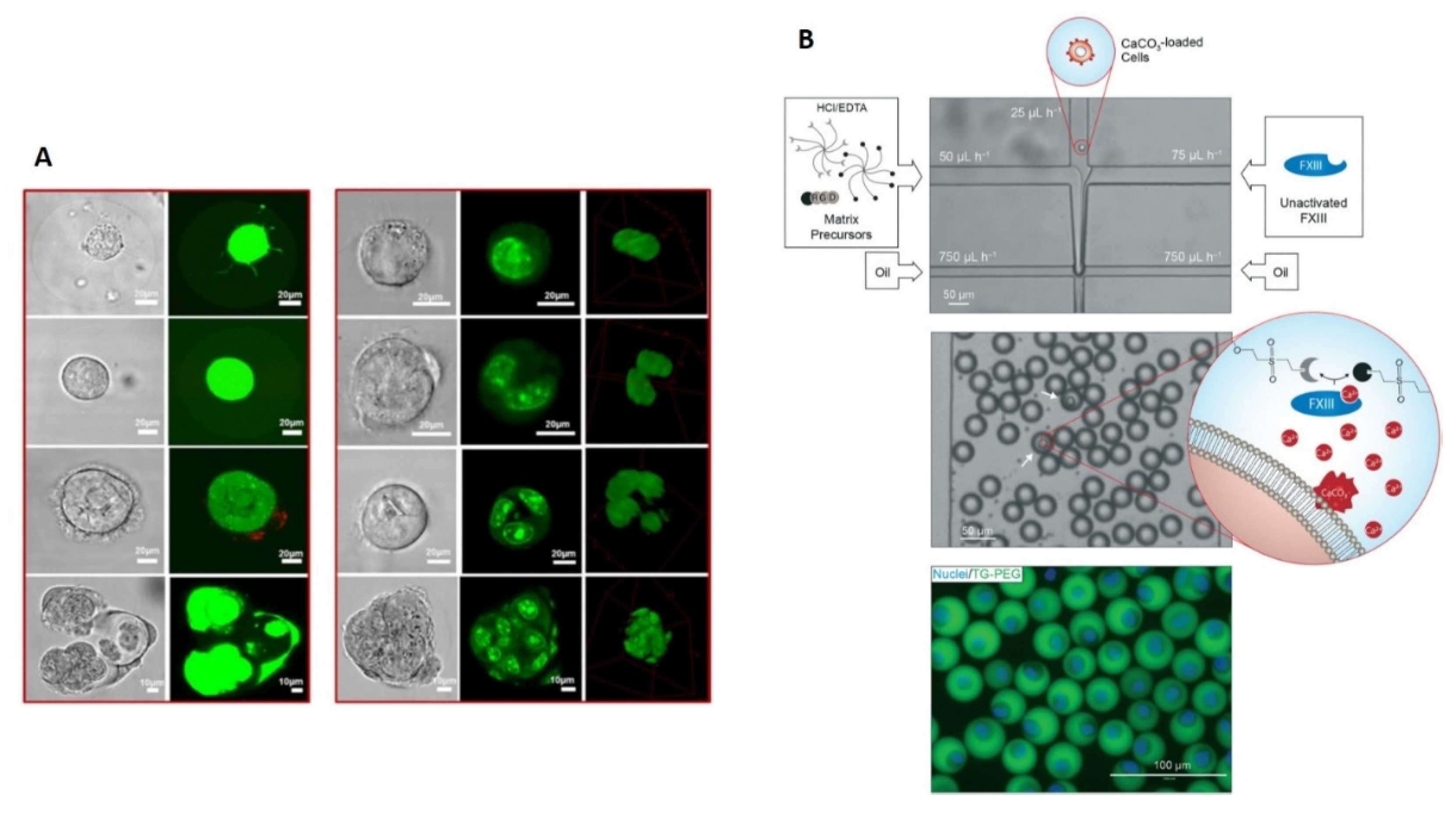 Polymers 13 03216 g002 Polymers 13 03216 g002