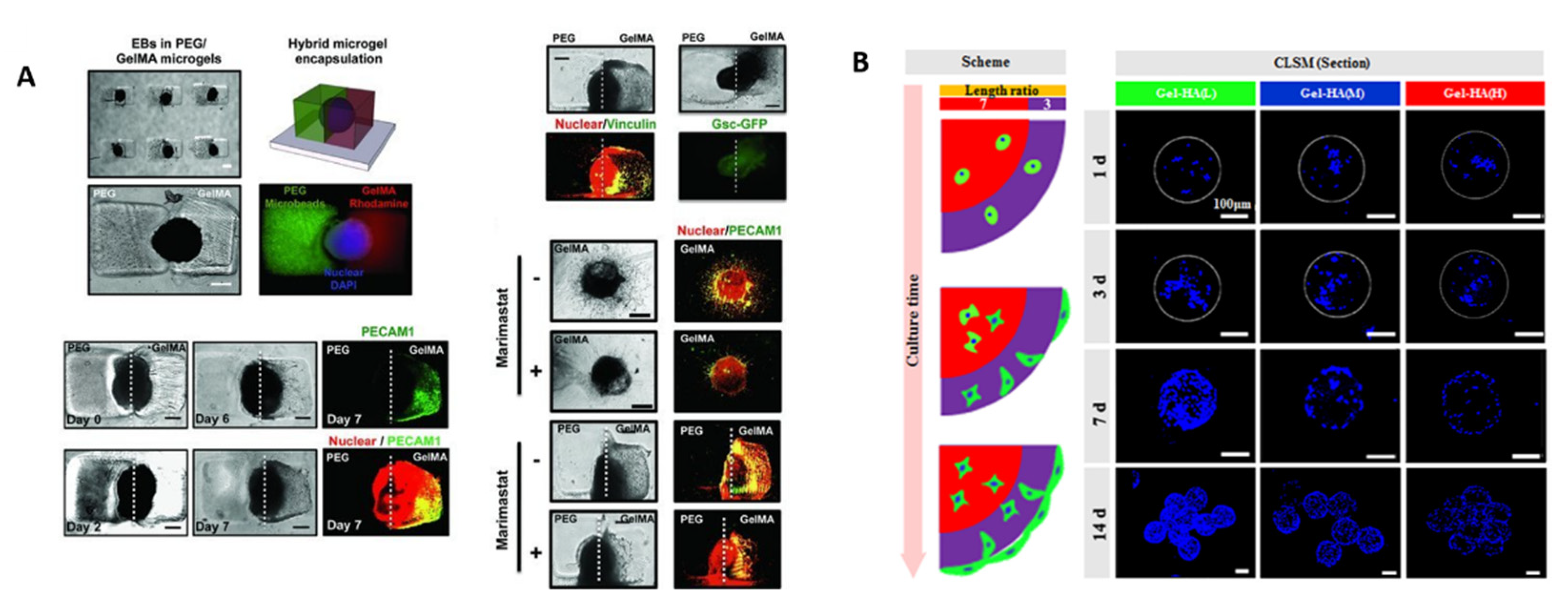 Polymers 13 03216 g003 Polymers 13 03216 g003