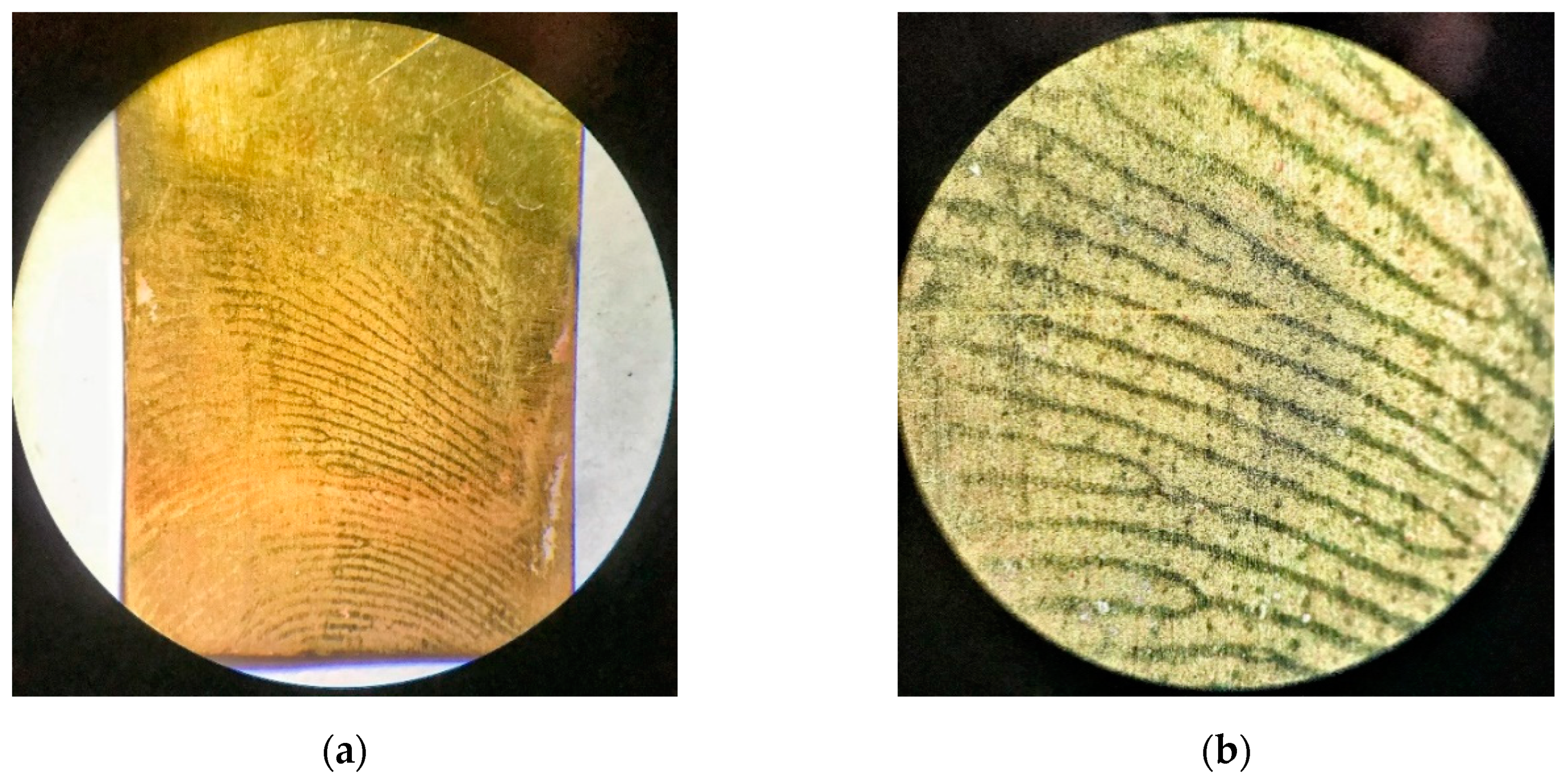 Polymers 13 03220 g004 550