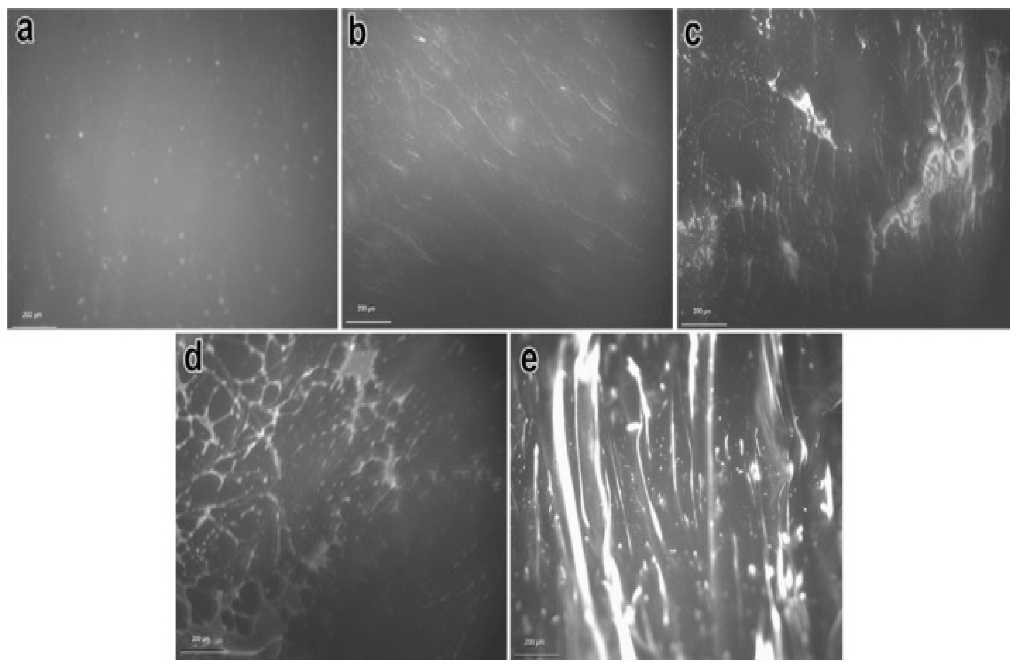 Polymers 13 03242 g004