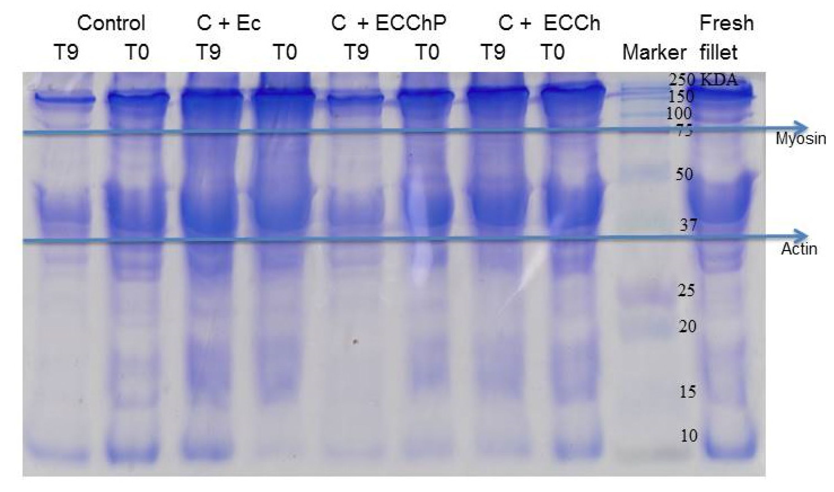 Polymers 13 03243 g006