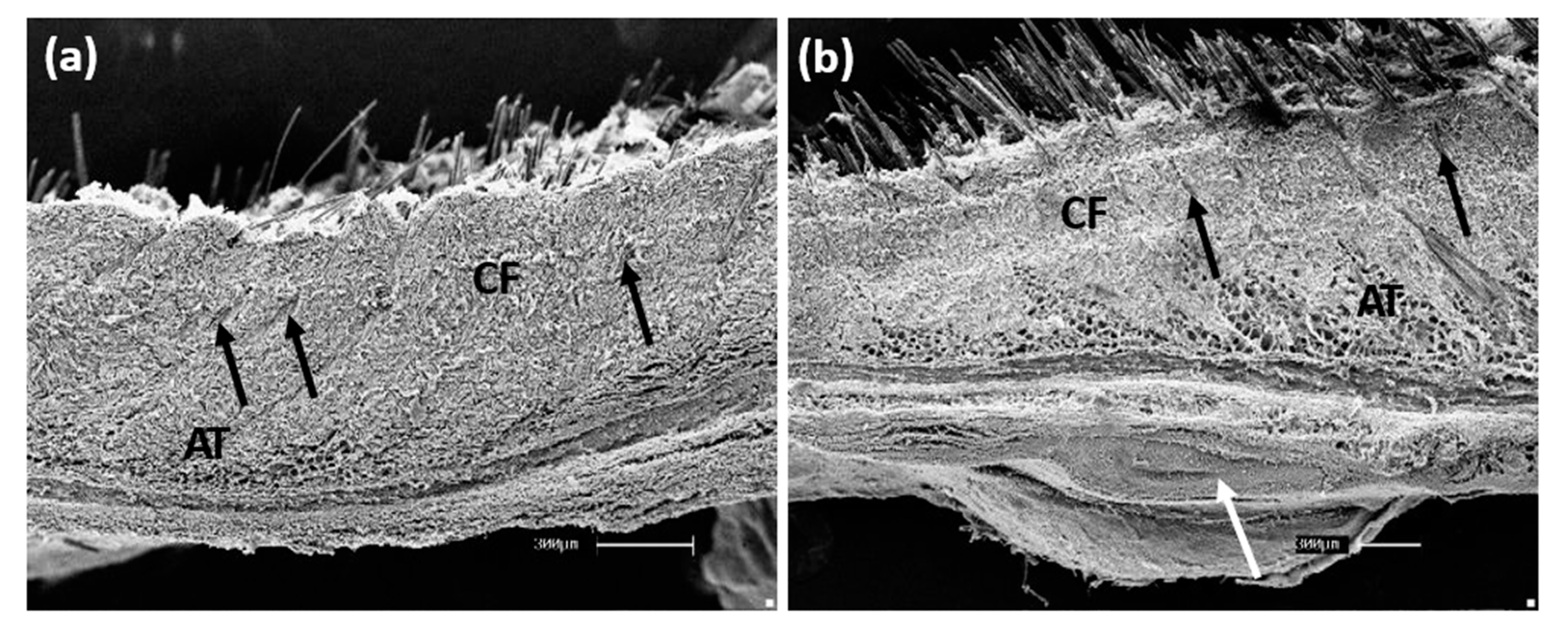 Polymers 13 03382 g006
