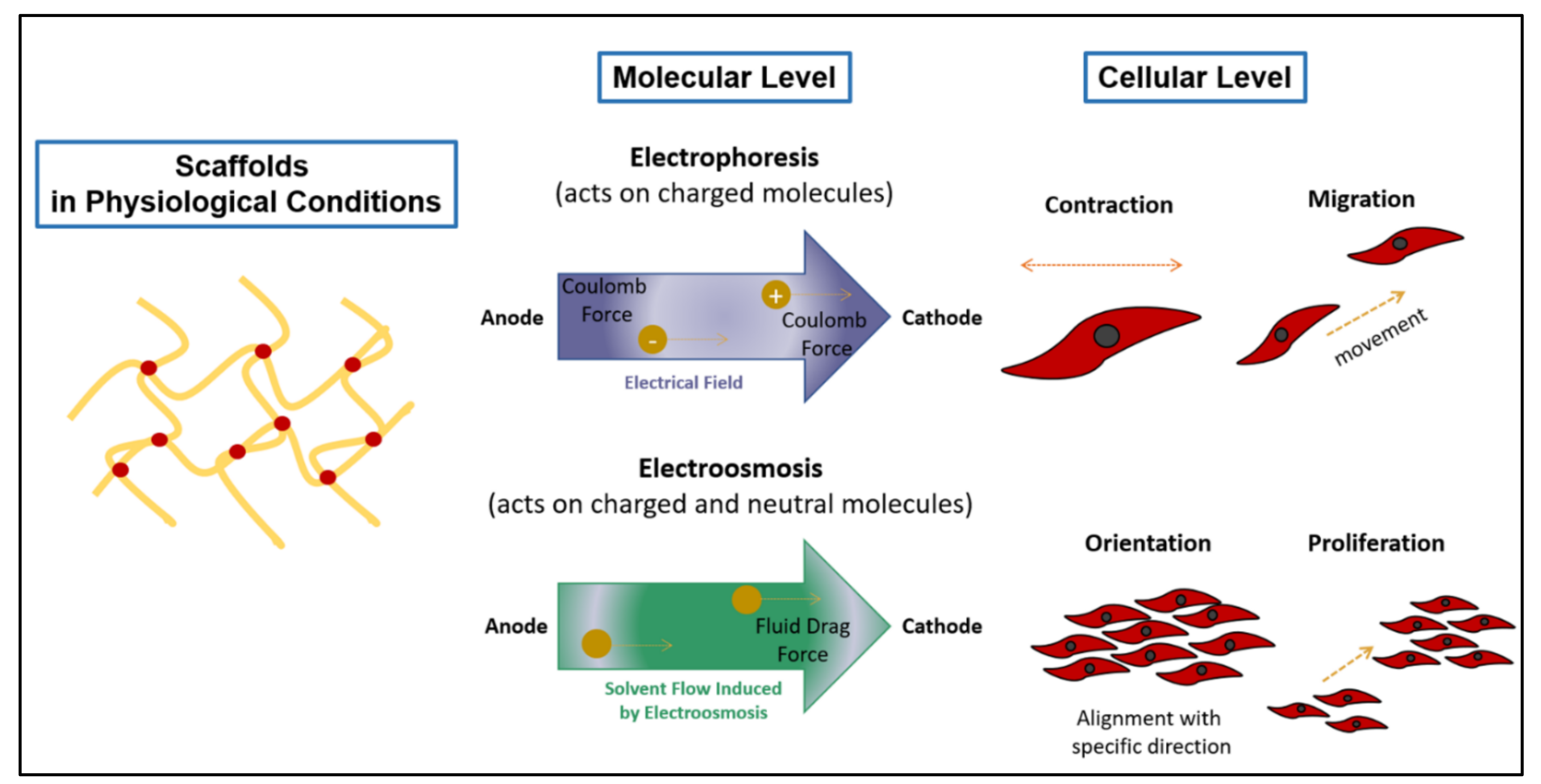 Advocating Electrically Conductive Scaffolds with Low Immunogenicity ...
