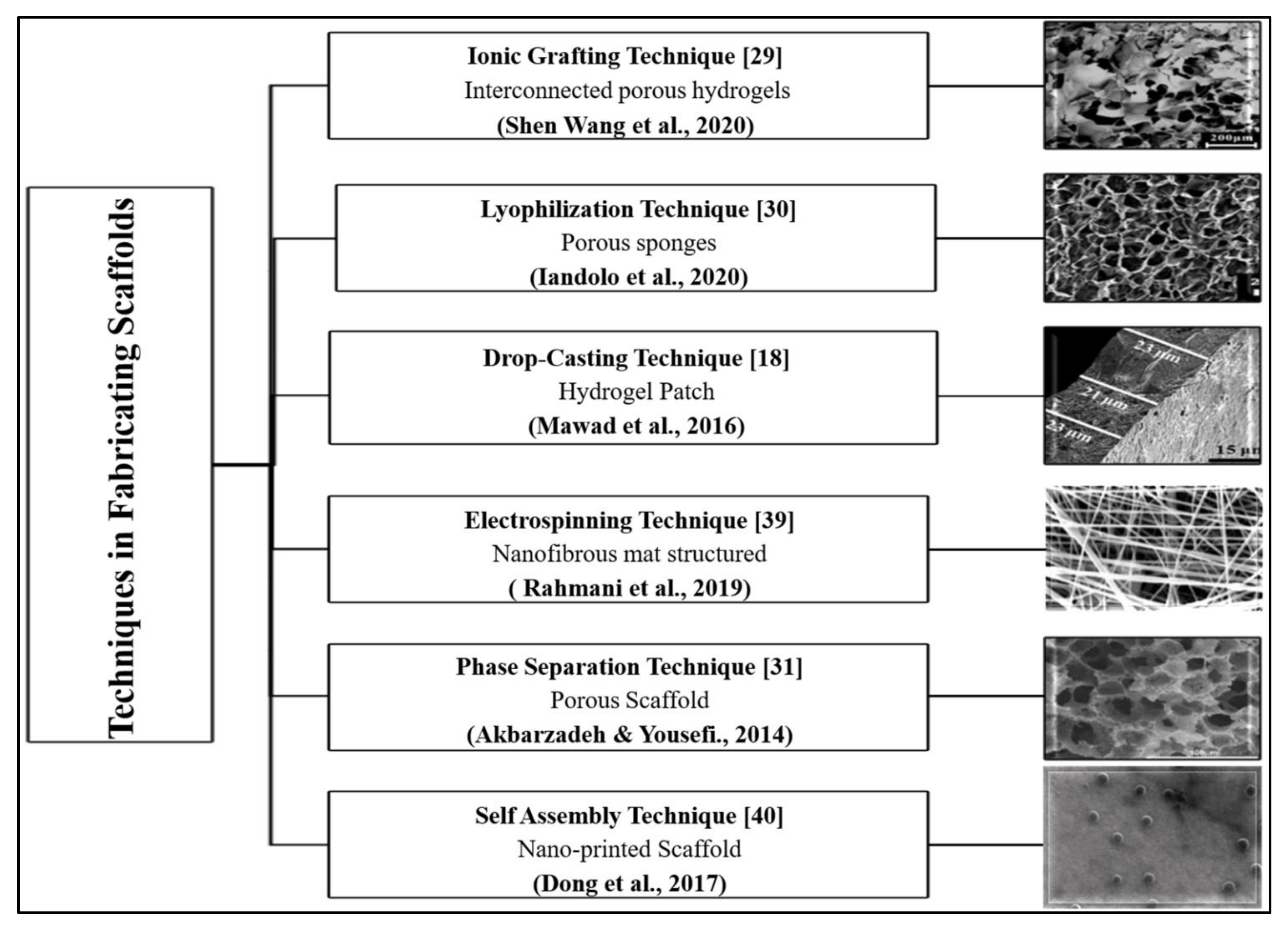 Advocating Electrically Conductive Scaffolds with Low Immunogenicity ...