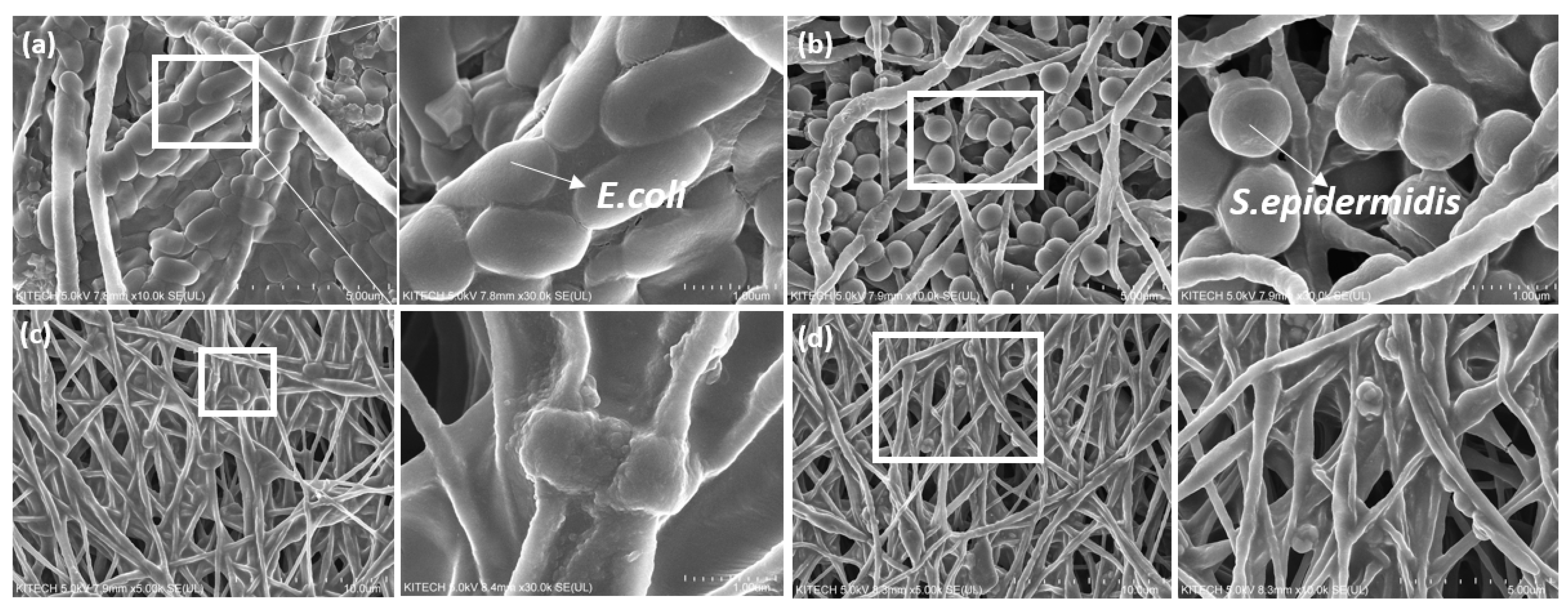 Polymers Free FullText The Bacterial Control of Poly (Lactic Acid