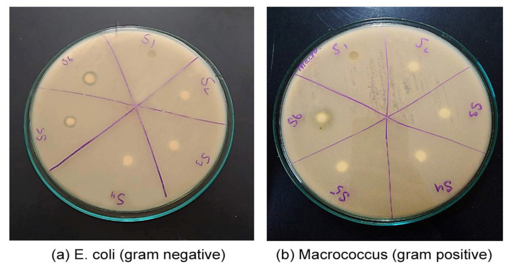 Polymers 13 03416 g004 550