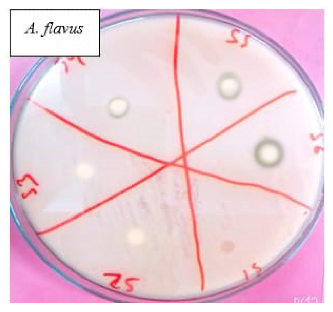 Polymers 13 03416 g005 550
