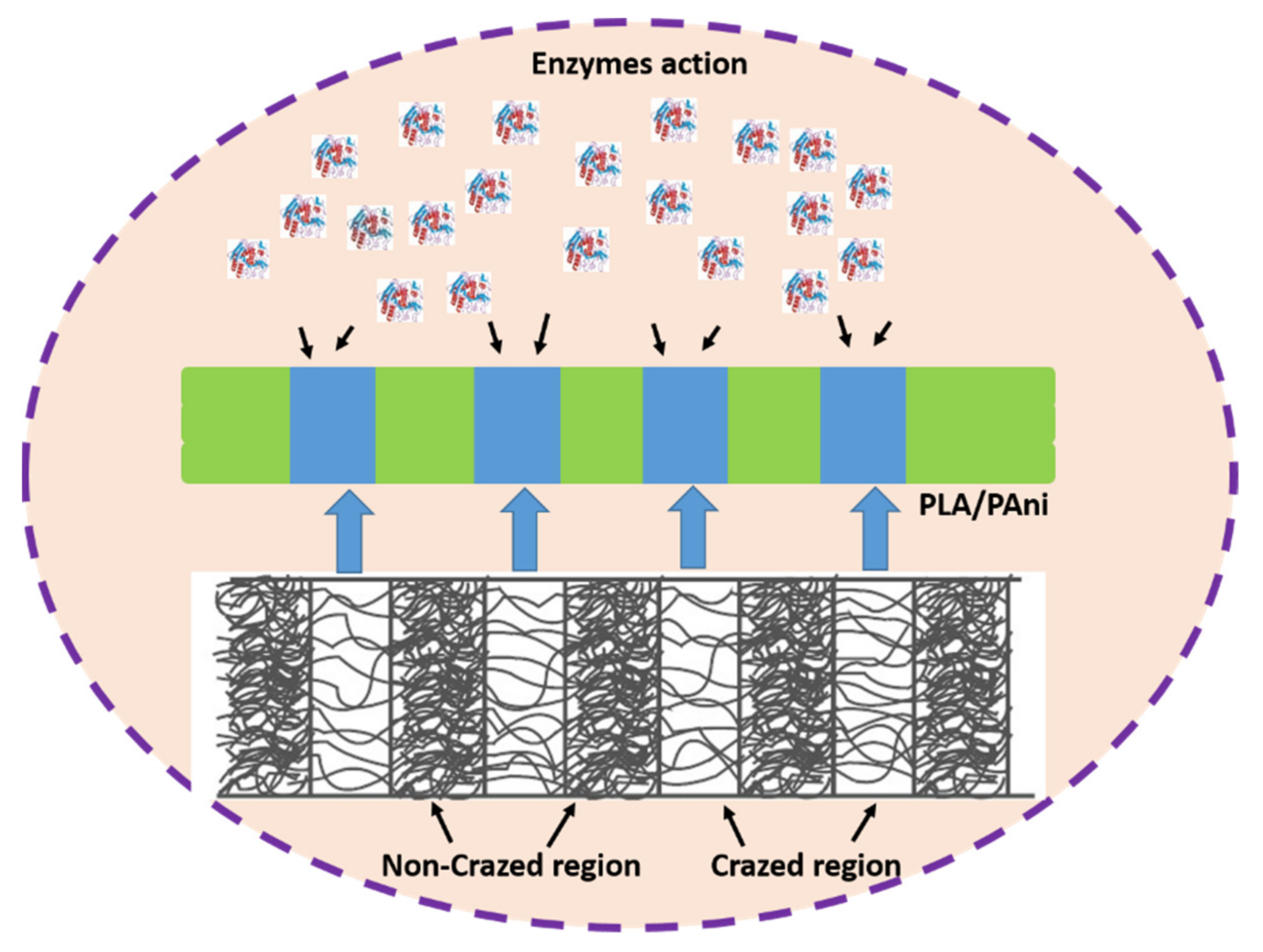 Polymers Free Full Text Crazing Effect On The Bio Based Conducting Polymer Film Html