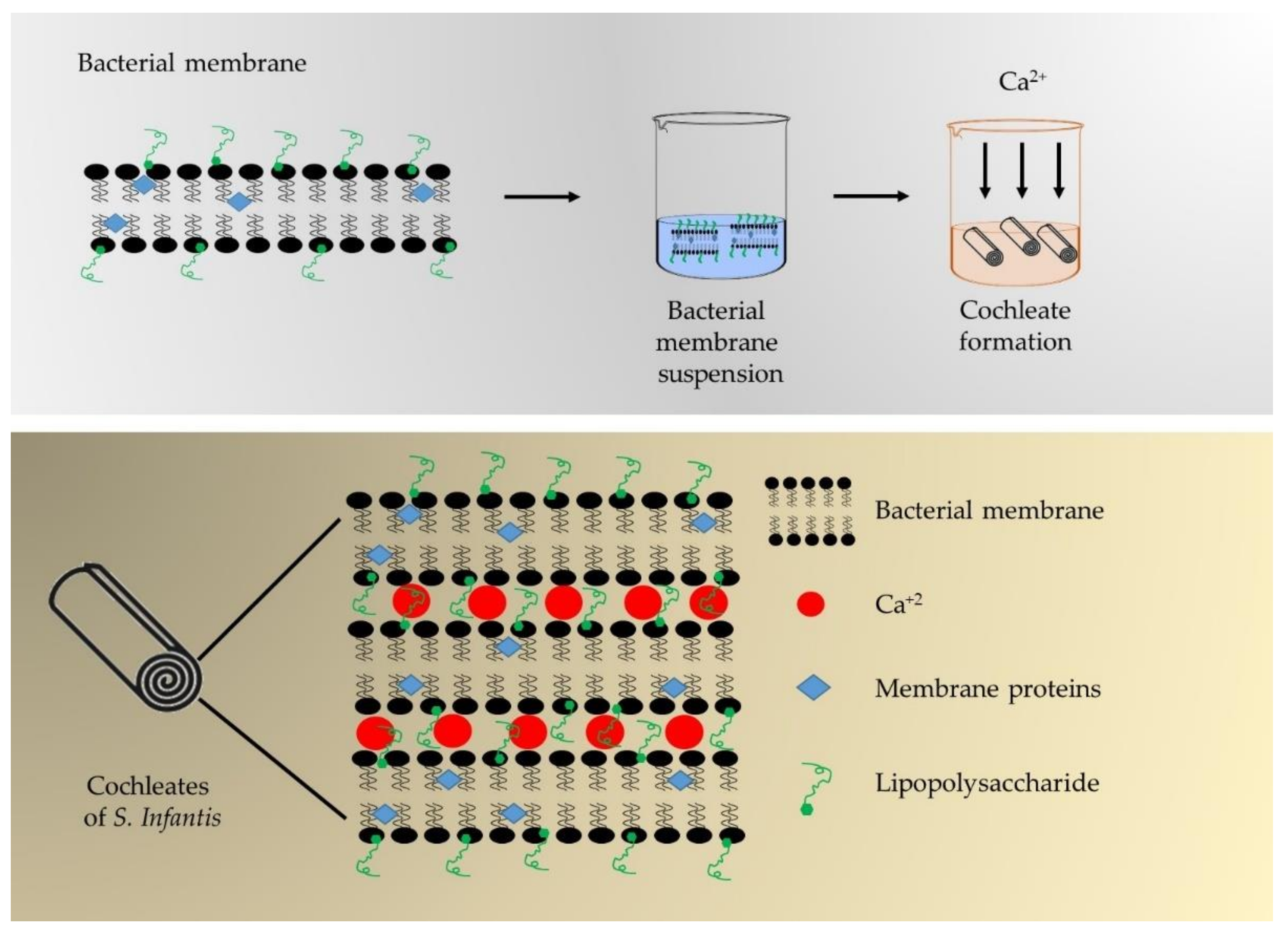 Polymers 13 03426 g001