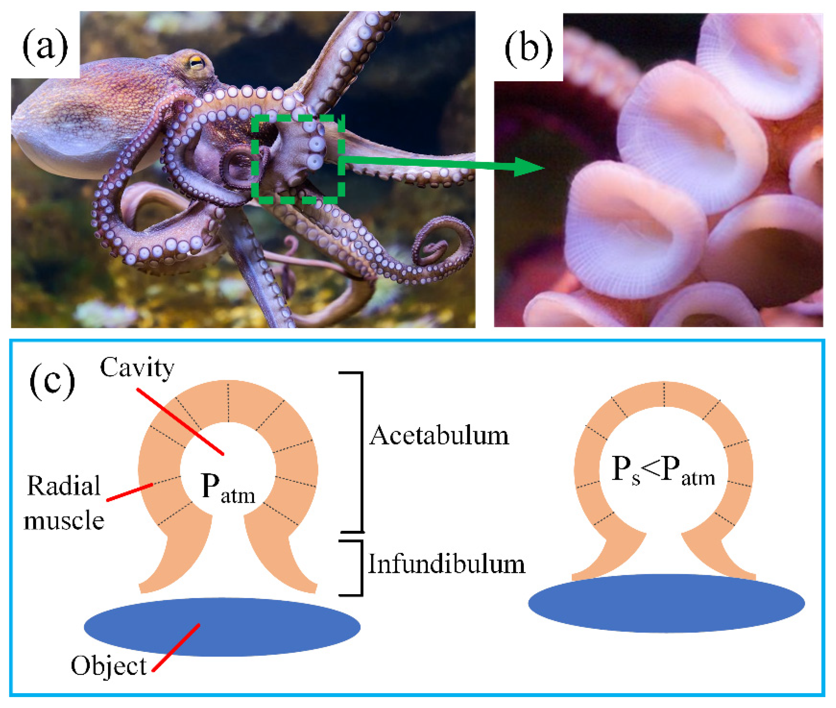 Polymers 13 03481 g001