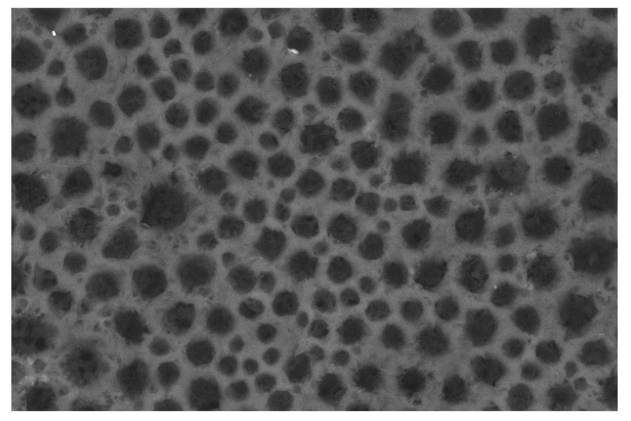 Polymers 13 03527 g007 550