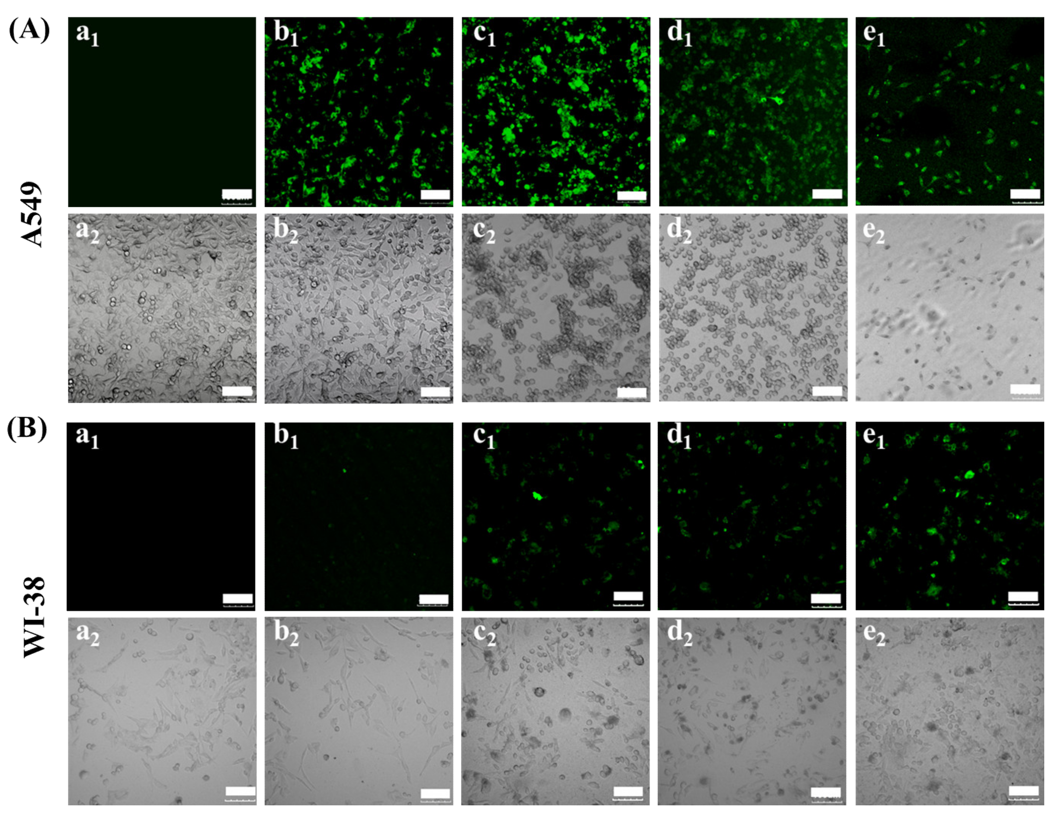 Polymers 13 03592 g005