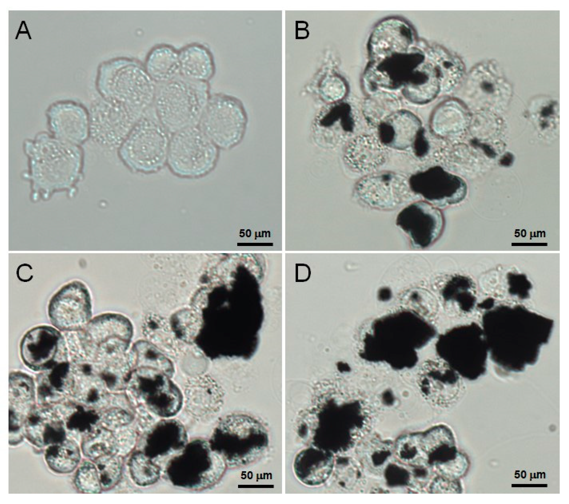 Polymers 13 03701 g006