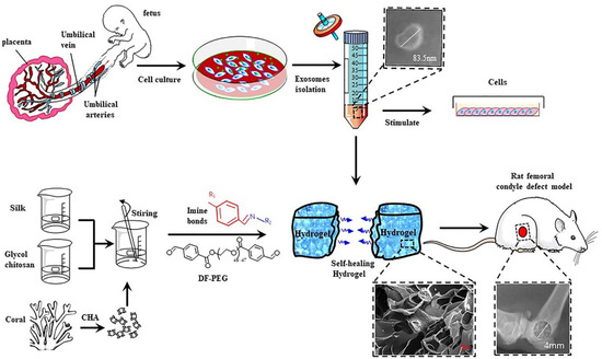 Polymers Free Full Text Self Healing Hydrogels Preparation Mechanism And Advancement In Biomedical Applications Html