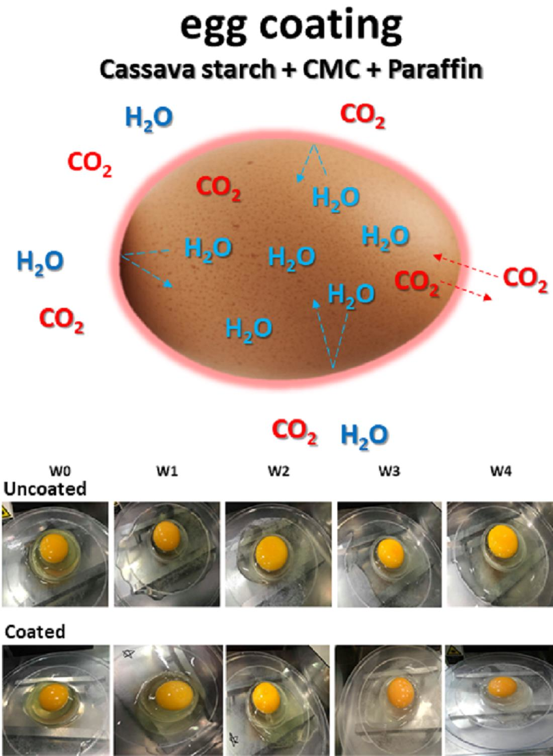Polymers Free FullText Effect of EggCoating Material Properties