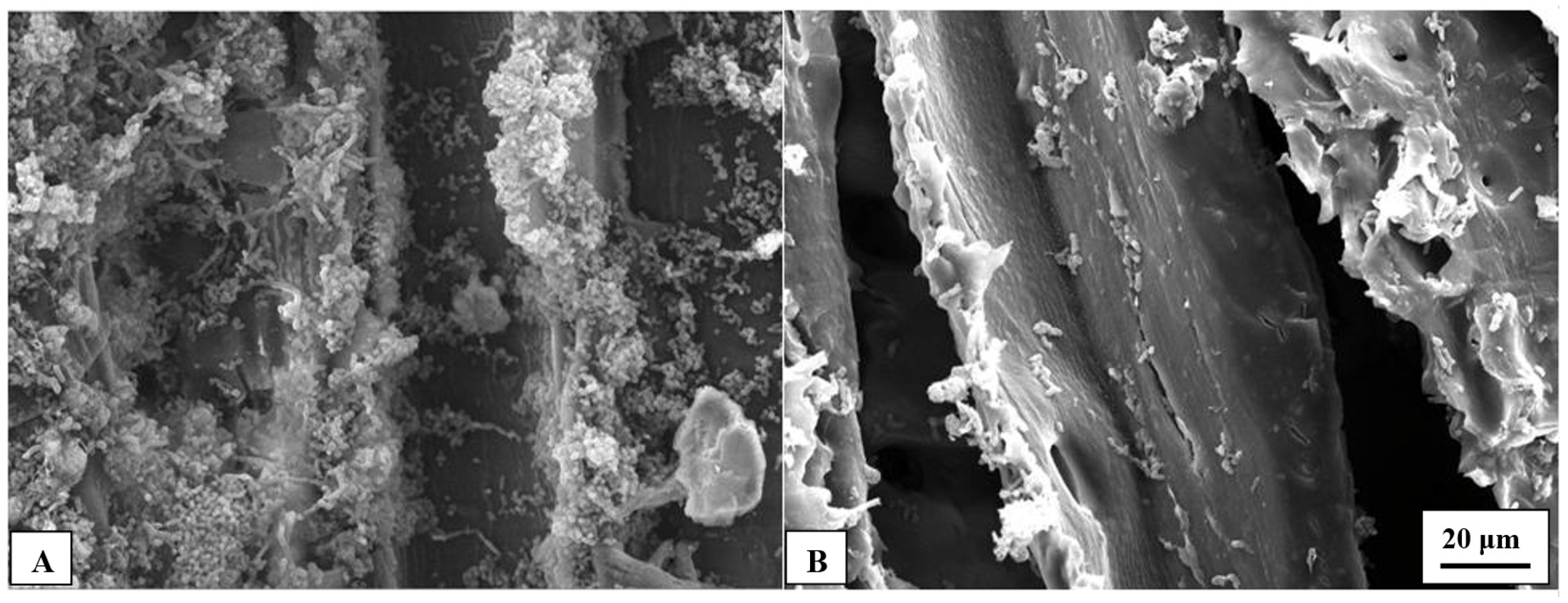 Polymers 13 03795 g007 Polymers 13 03795 g007