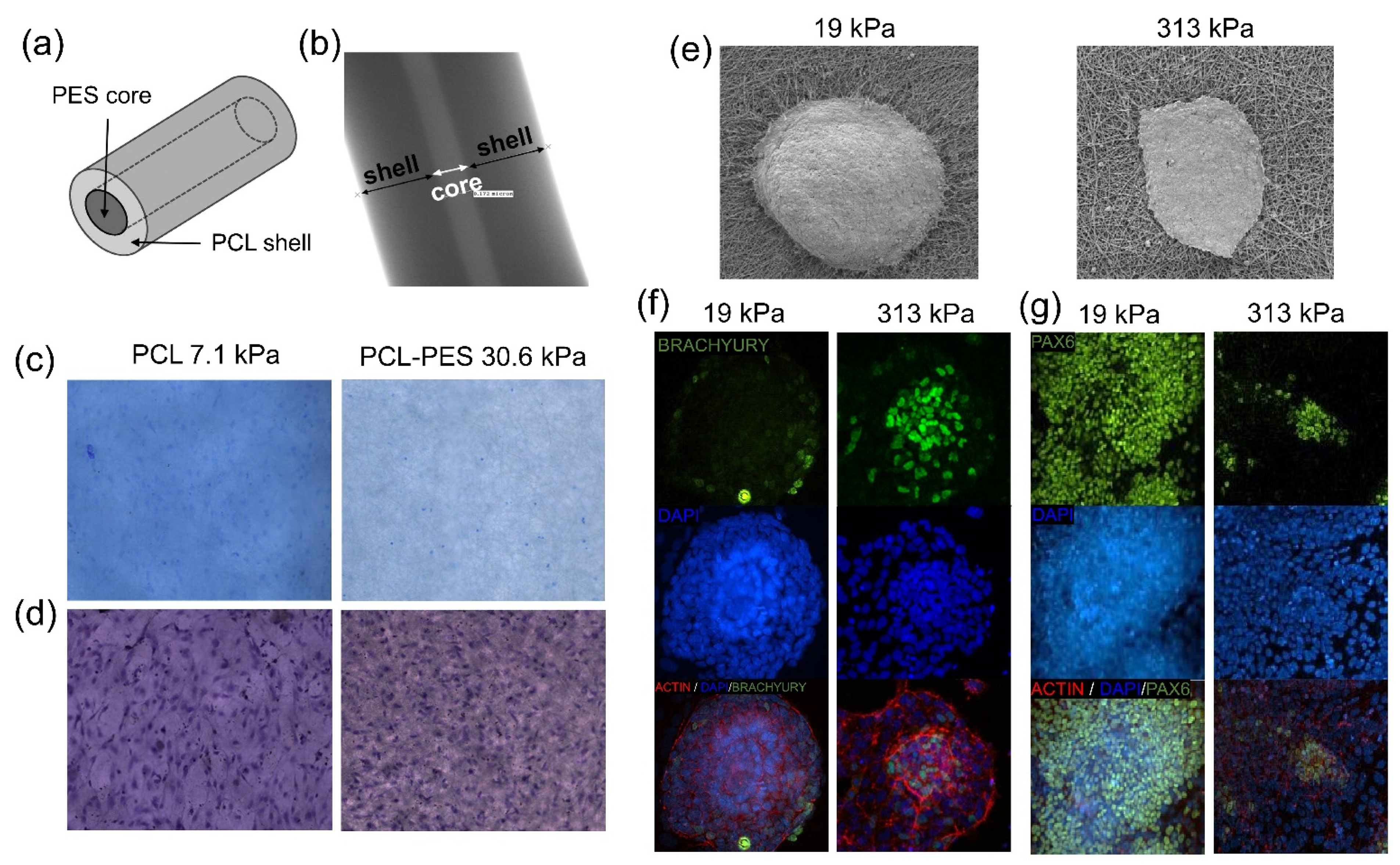Polymers 13 03880 g002