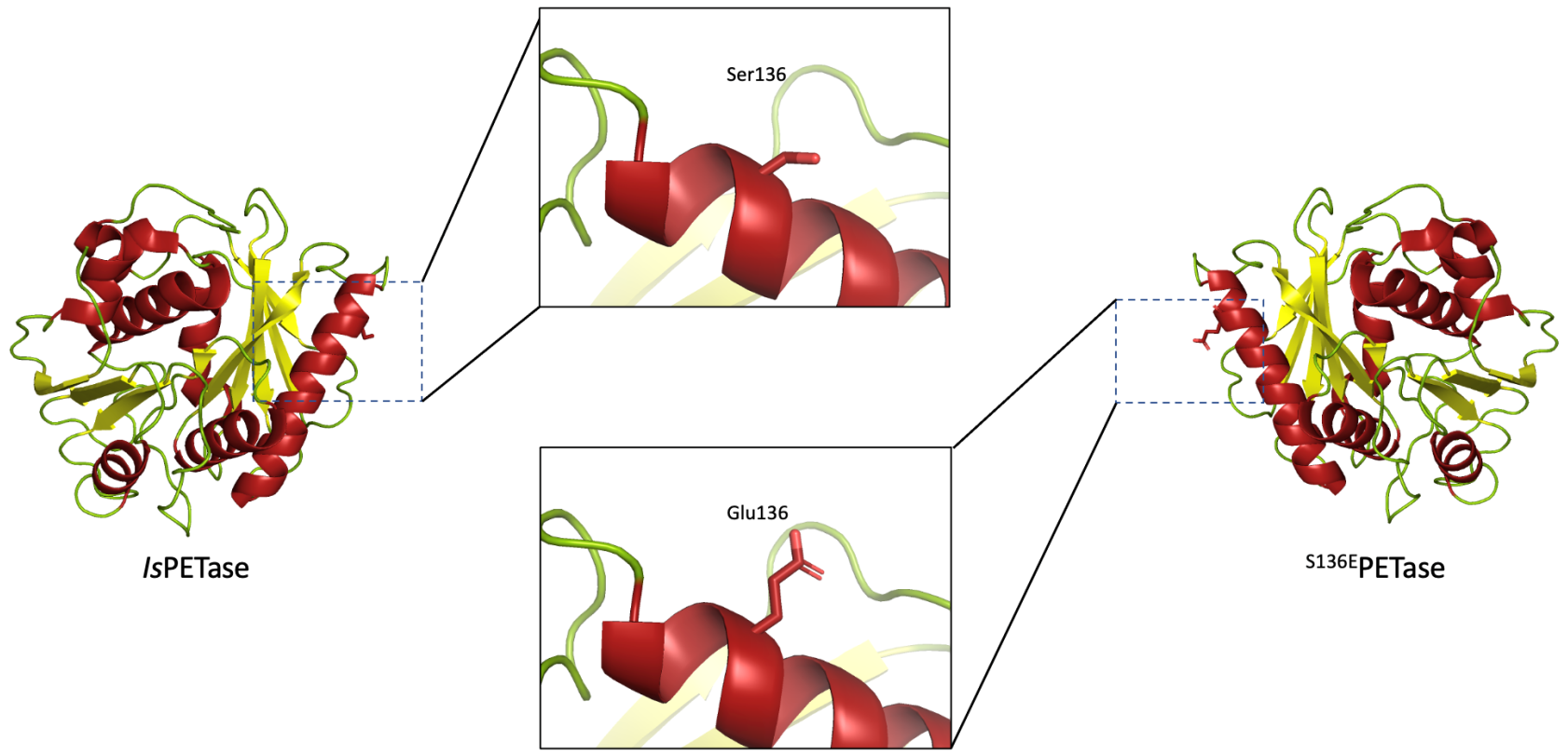 Polymers Free FullText Rational Protein Engineering to Increase