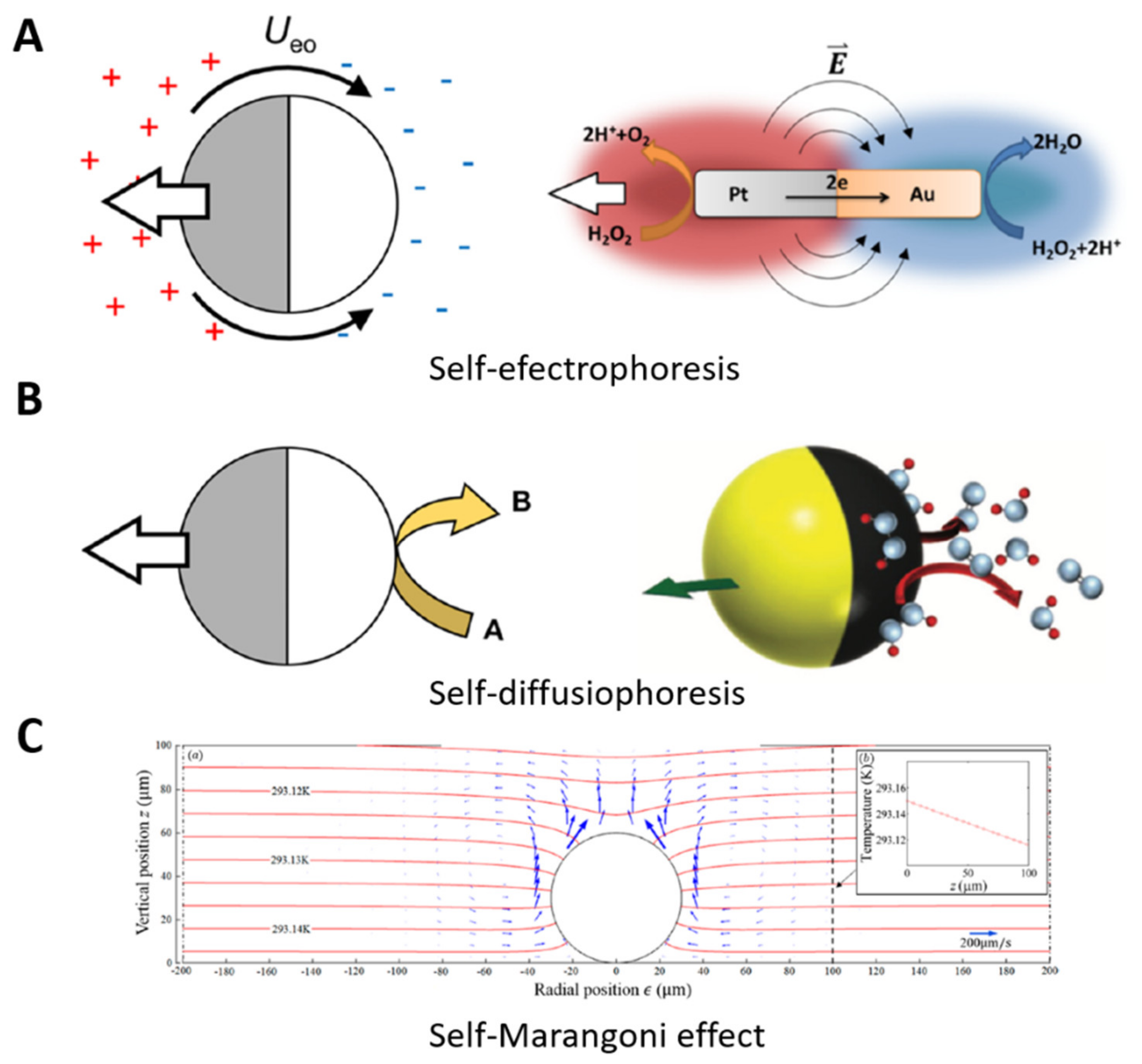 Polymers Free Full Text Polymeric Micro Nanocarriers And Motors For Cargo Transport And Phototriggered Delivery Html