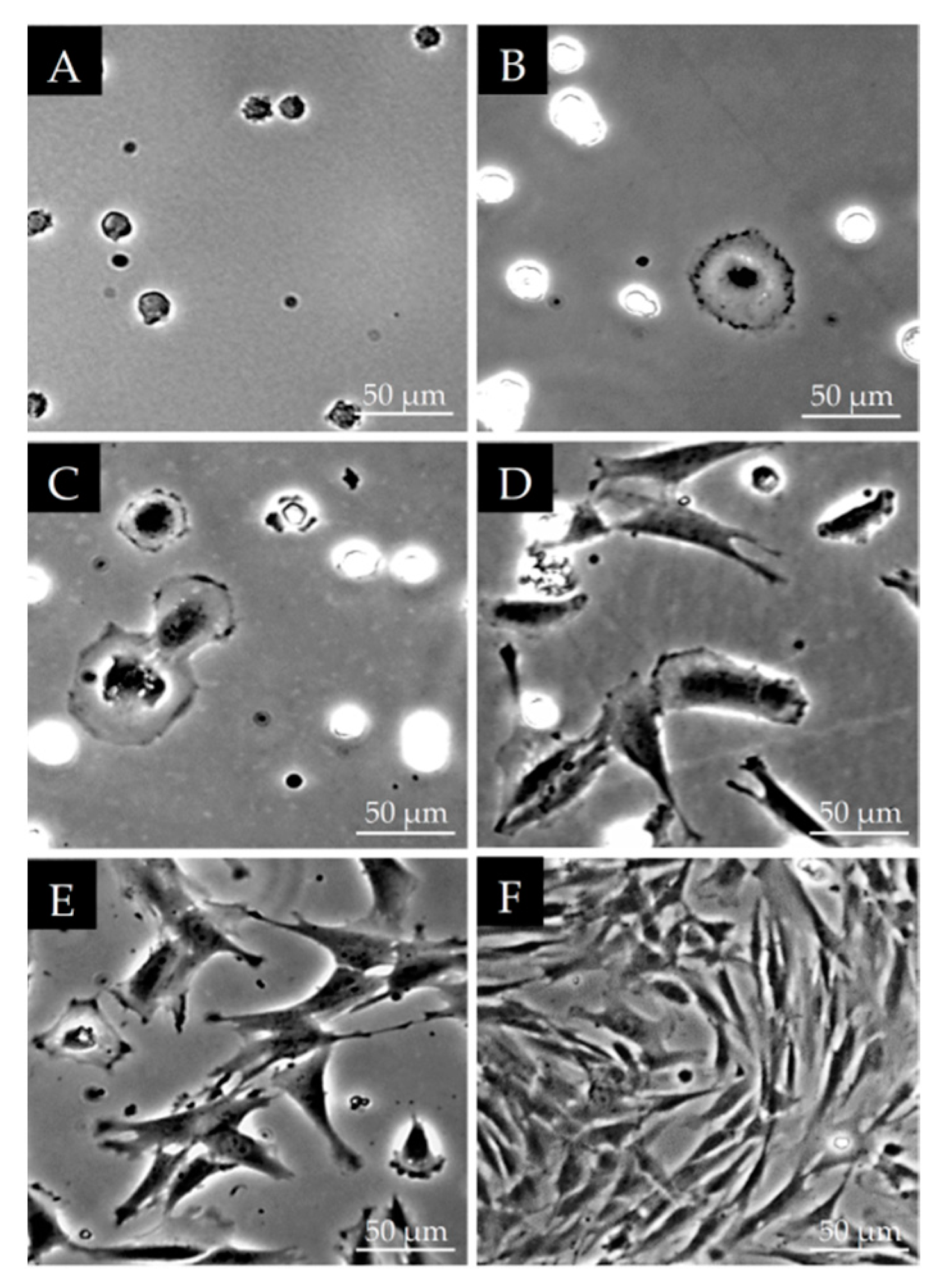 Polymers 13 03951 g001 Polymers 13 03951 g001
