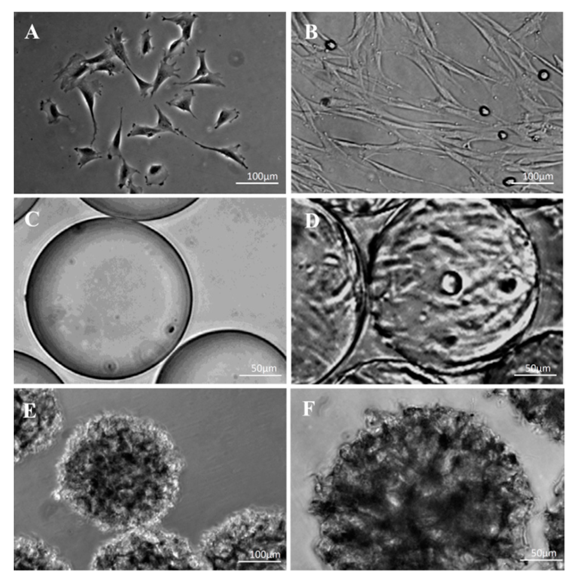 Polymers 13 03951 g005 Polymers 13 03951 g005