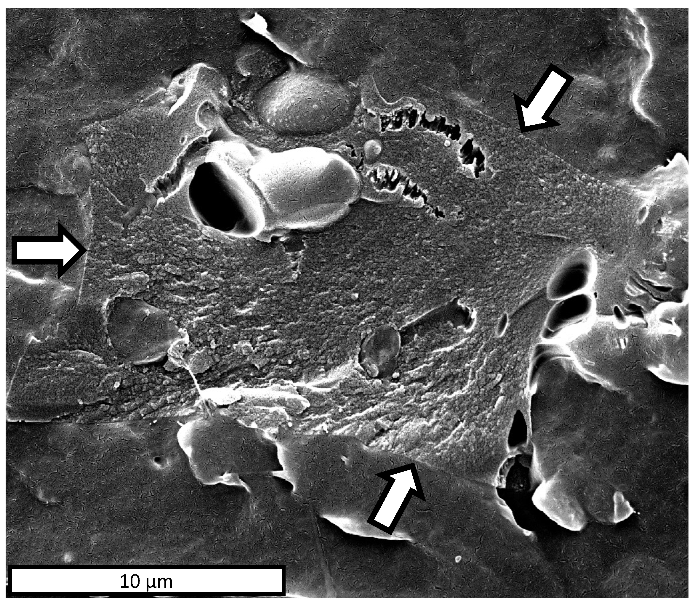 Polymers 13 03953 g005 550