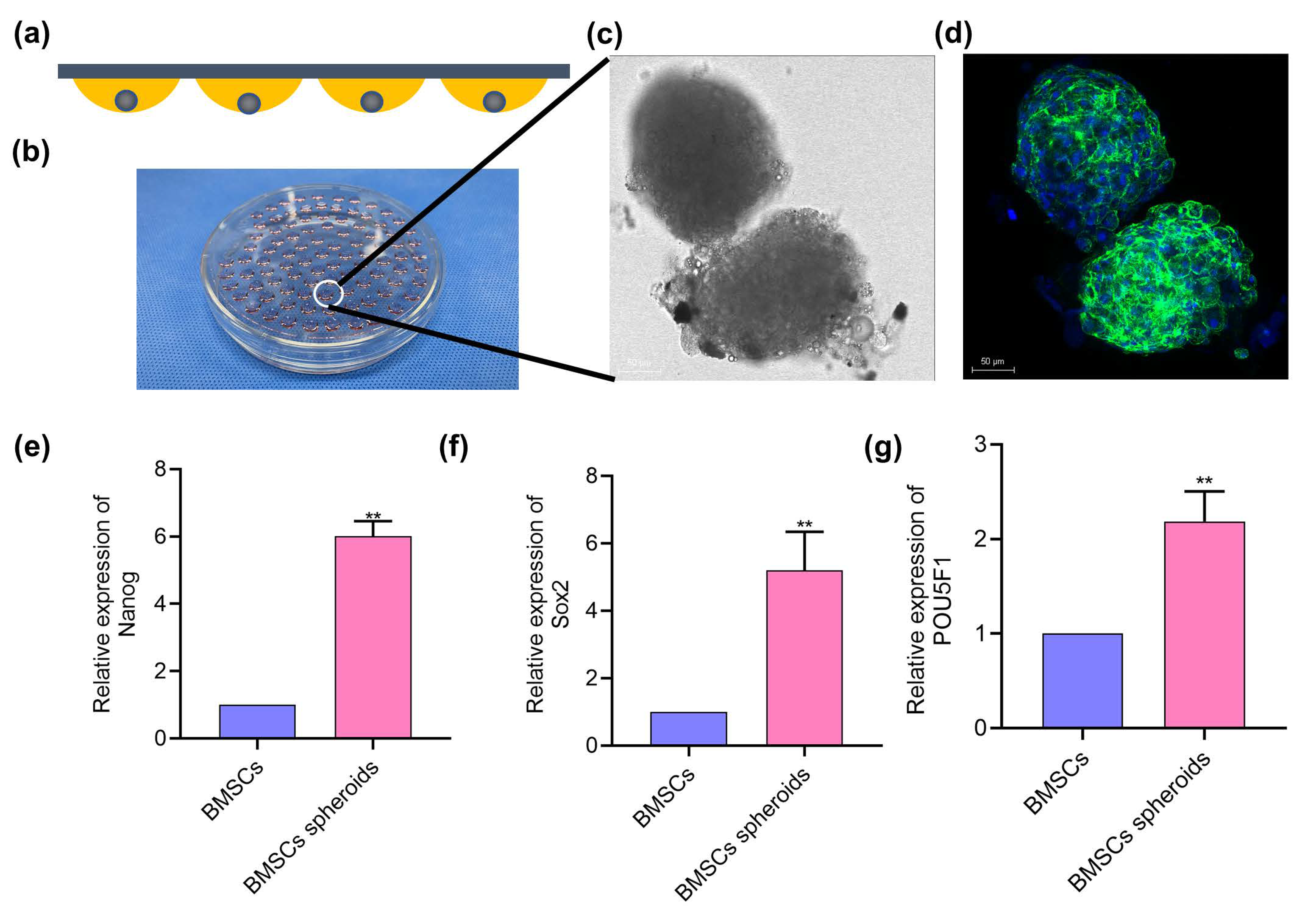 Polymers 13 03957 g004