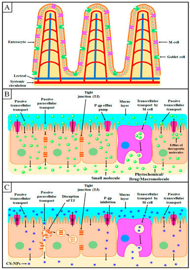 Recent Advancement in Chitosan-Based Nanoparticles for