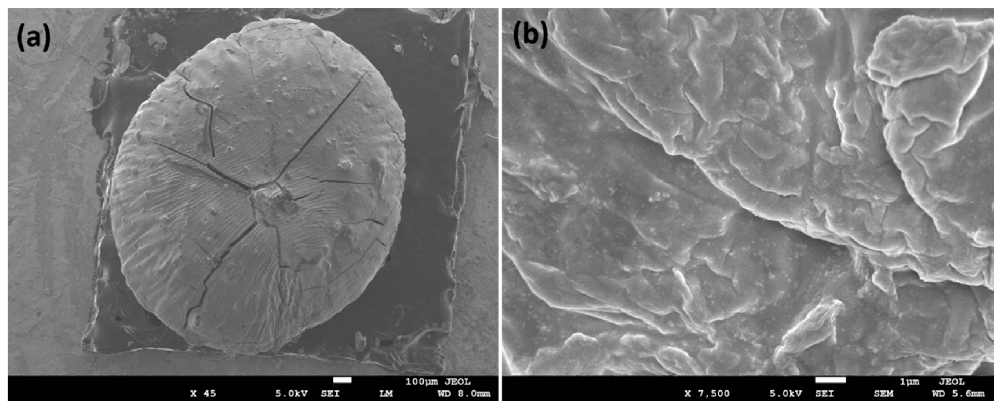 Polymers 13 04054 g001