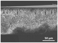 Polymers 13 04062 i003