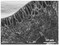 Polymers 13 04062 i023