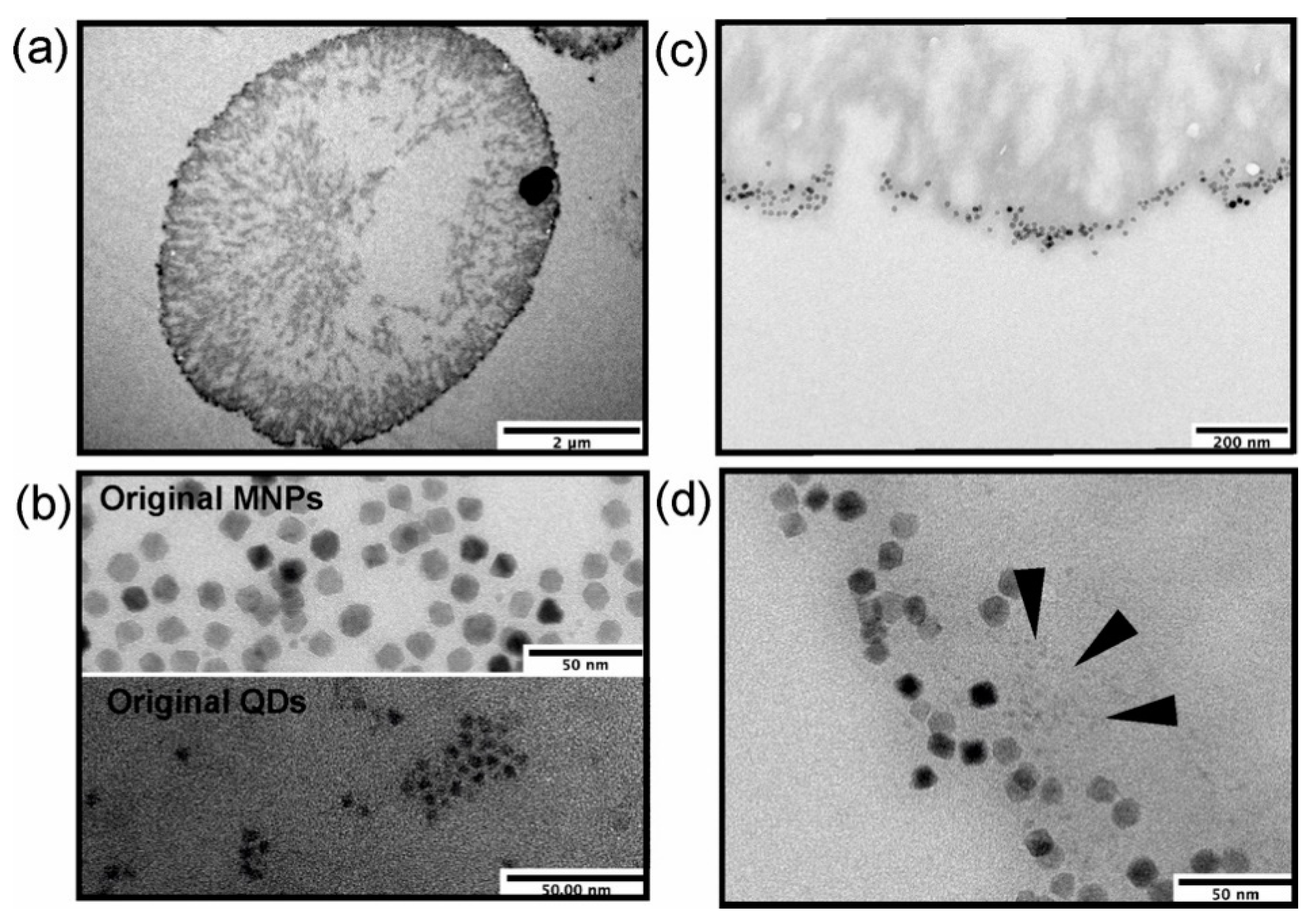 Polymers 13 04076 g003 550