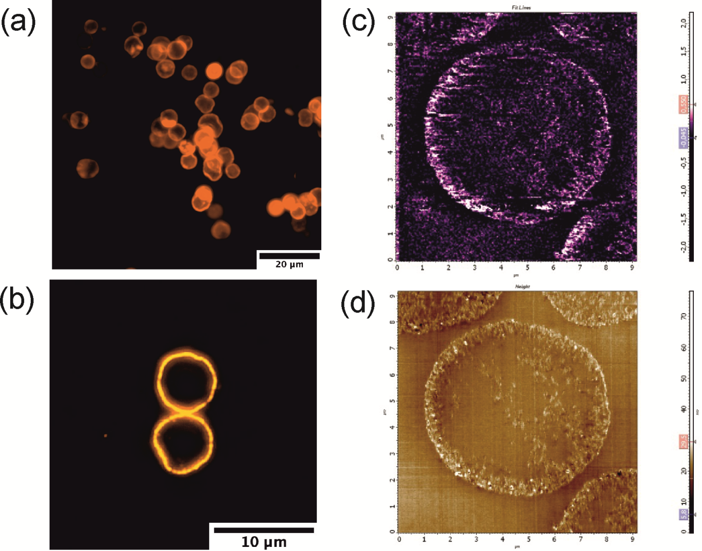 Polymers 13 04076 g004 550