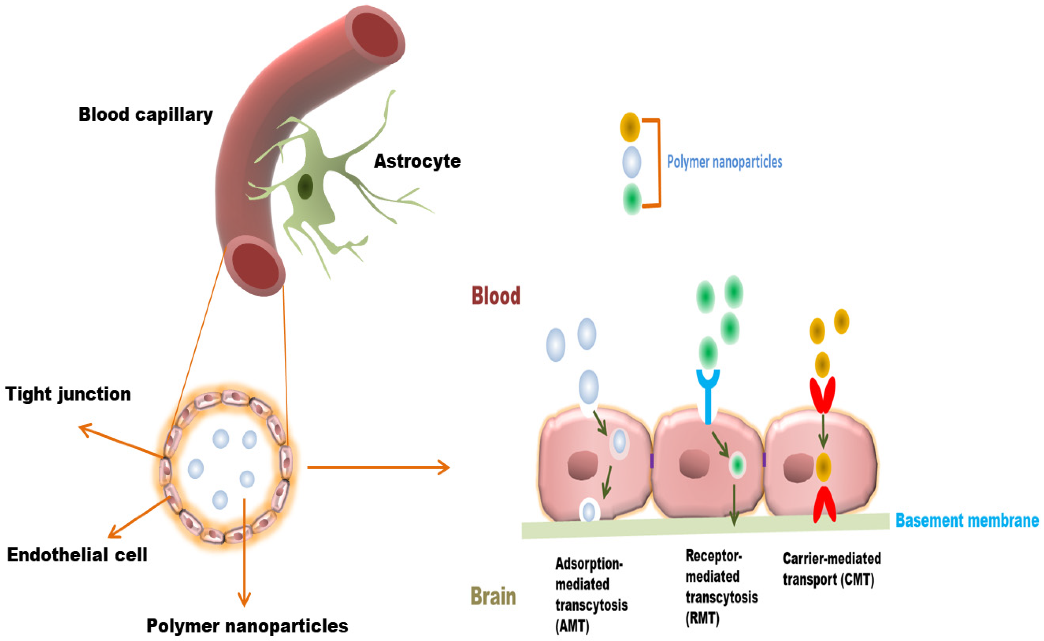 Polymers 13 04114 g002